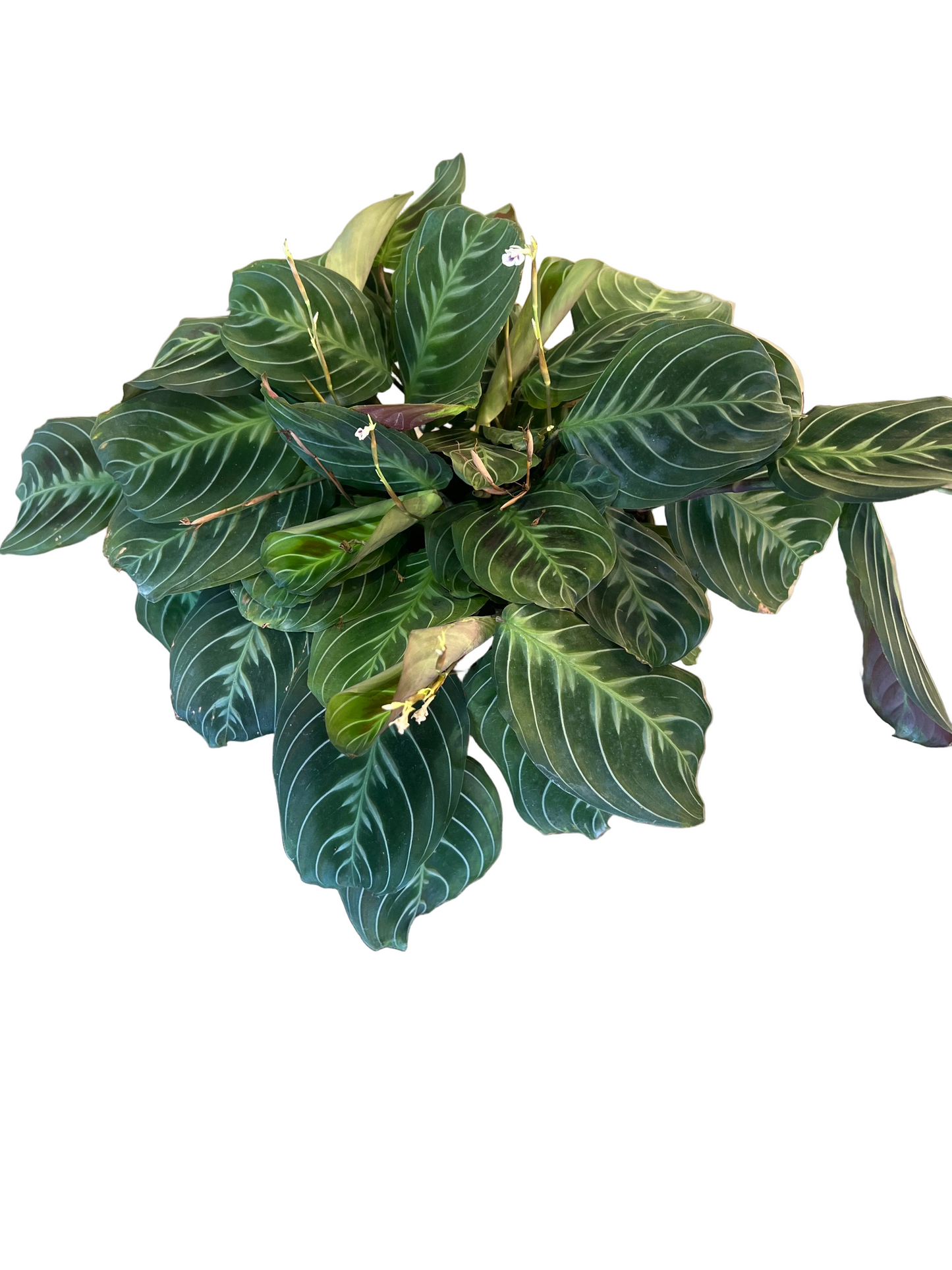 Maranta Black 'Leuconeura Massangeana' 6"