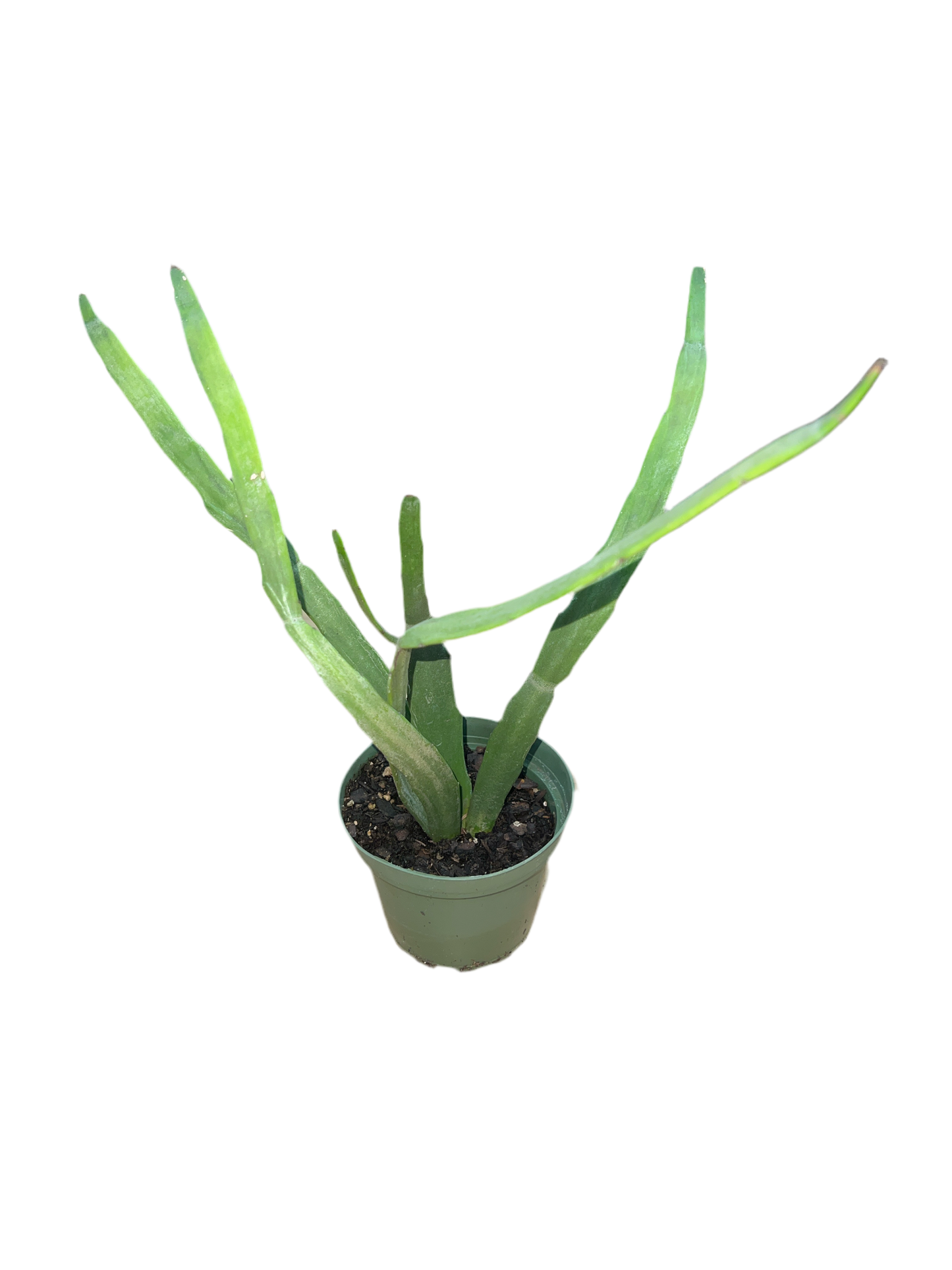 Euphorbia 'Xylophylloides' 4"