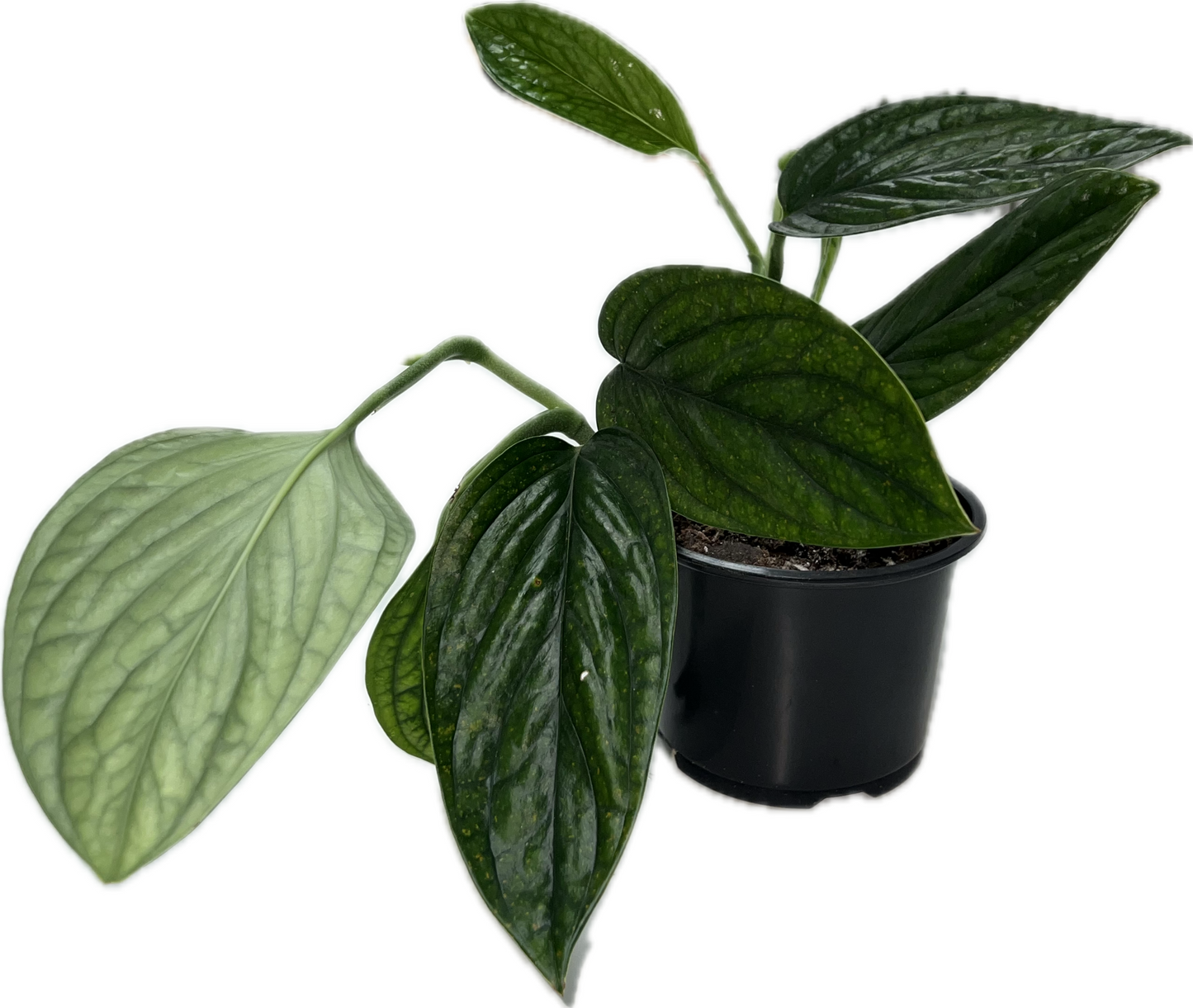 Monstera 'Peru'