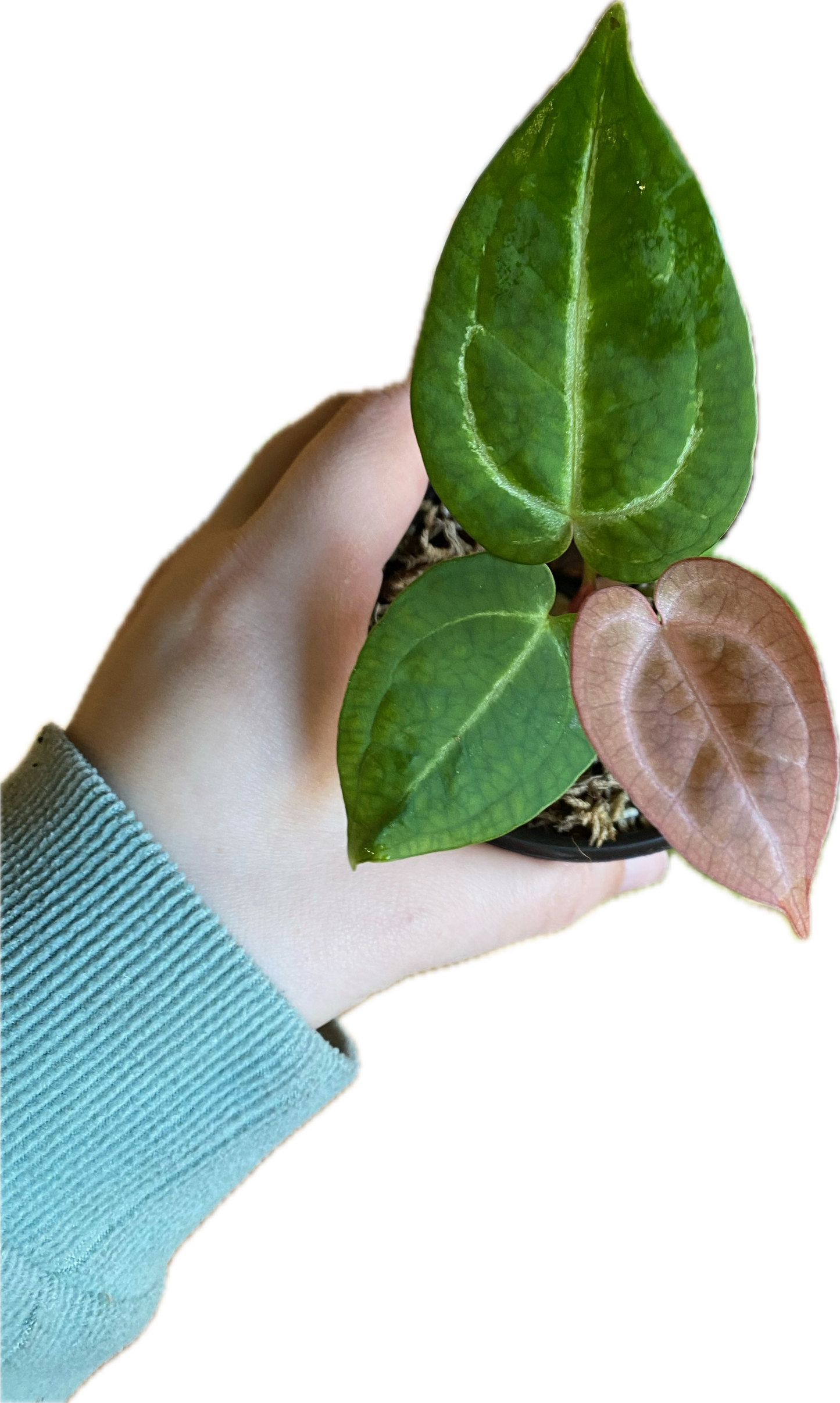 Anthurium ‘Papi Mag x Besseae’