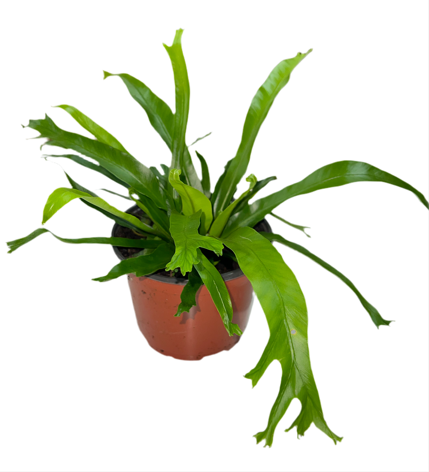 Fern 'Crissie' 6"