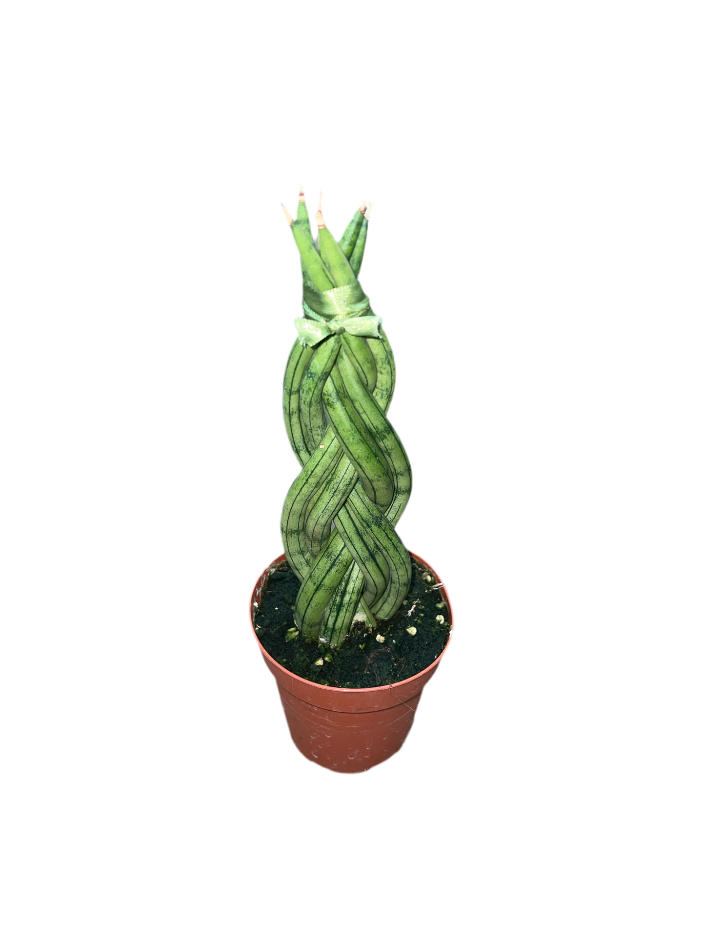 Sansevieria 'Cylindrical'