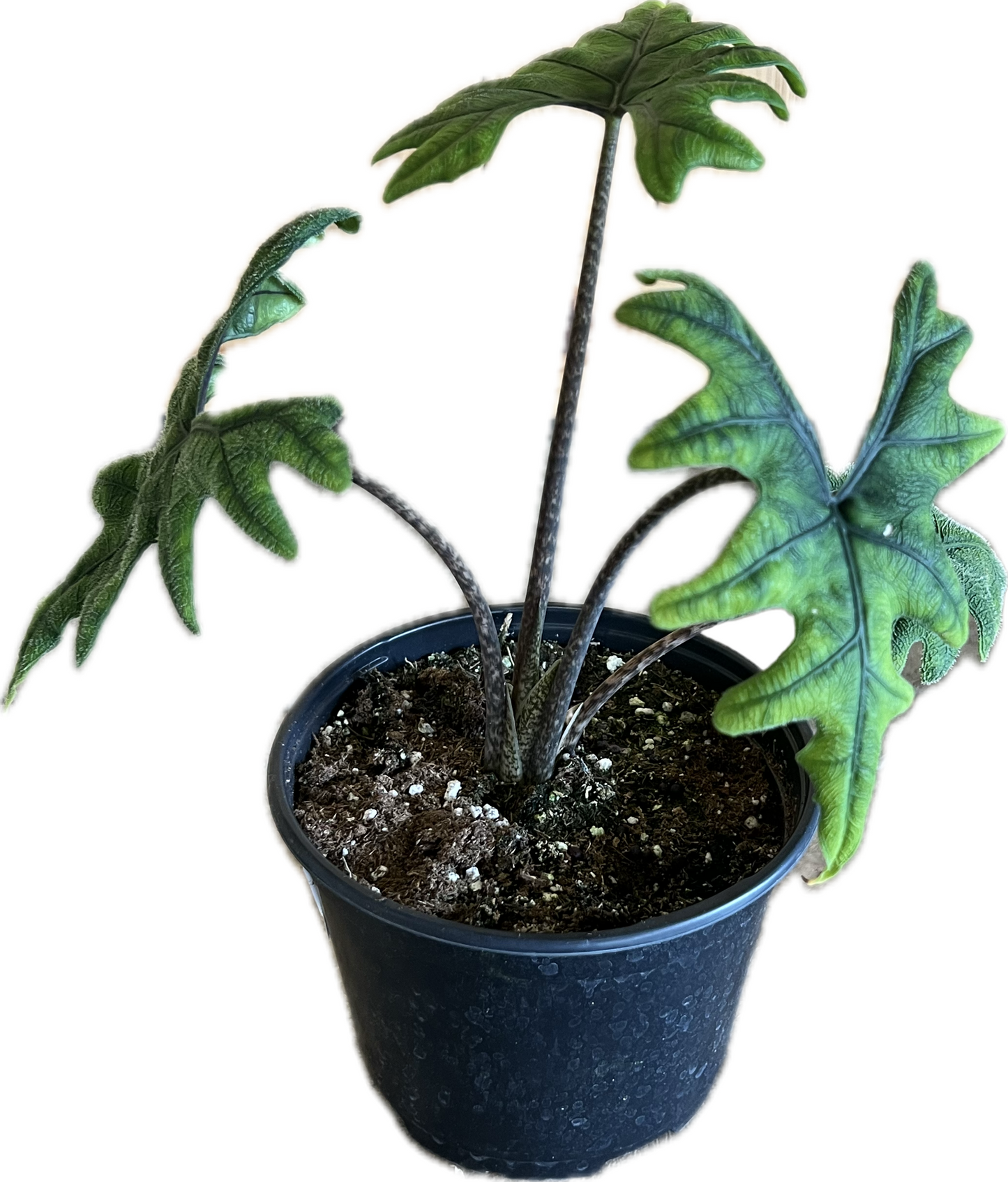 Alocasia 'Jacklyn' 4”