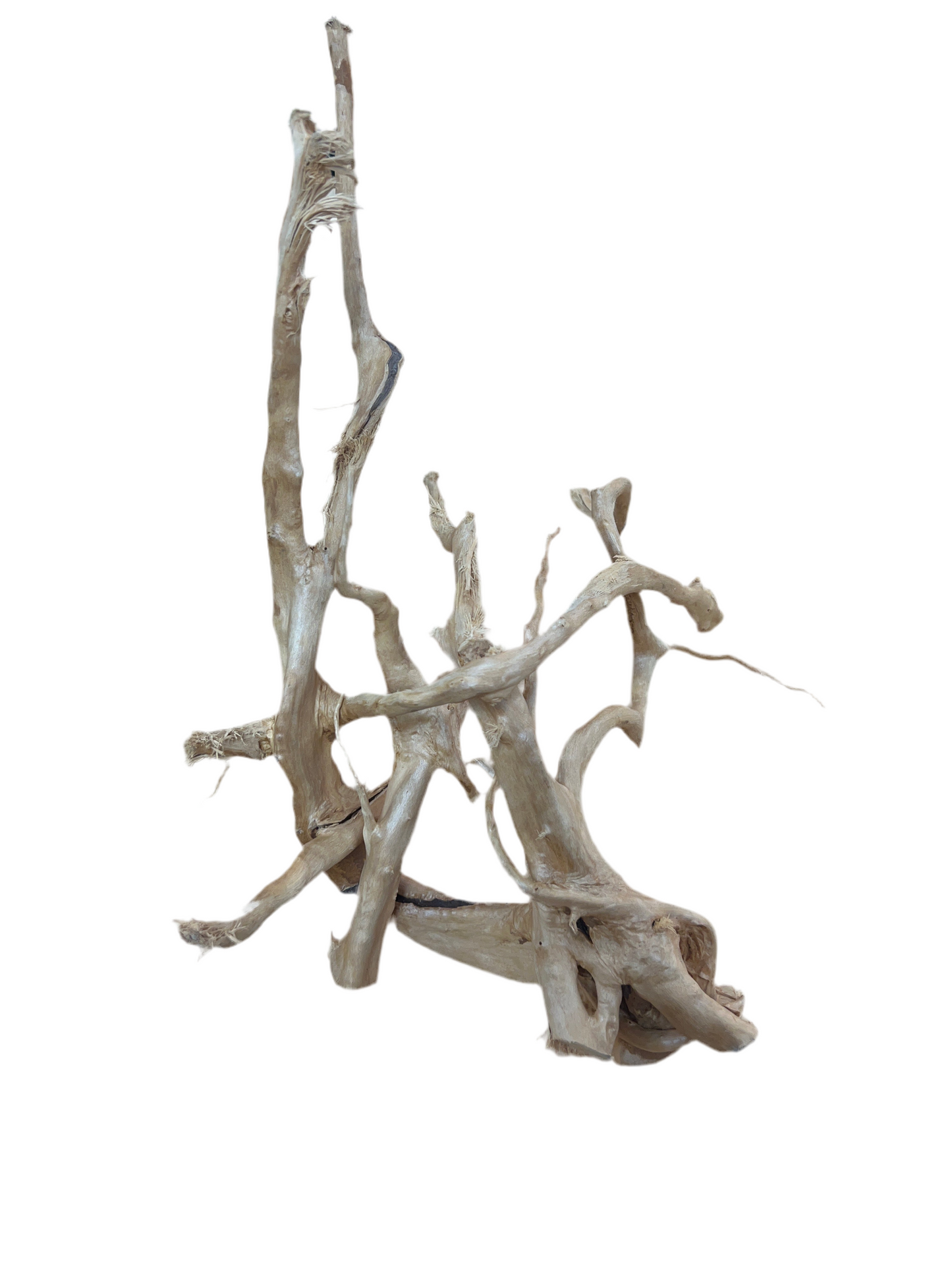 Hardwood Rootstock- Over 15"