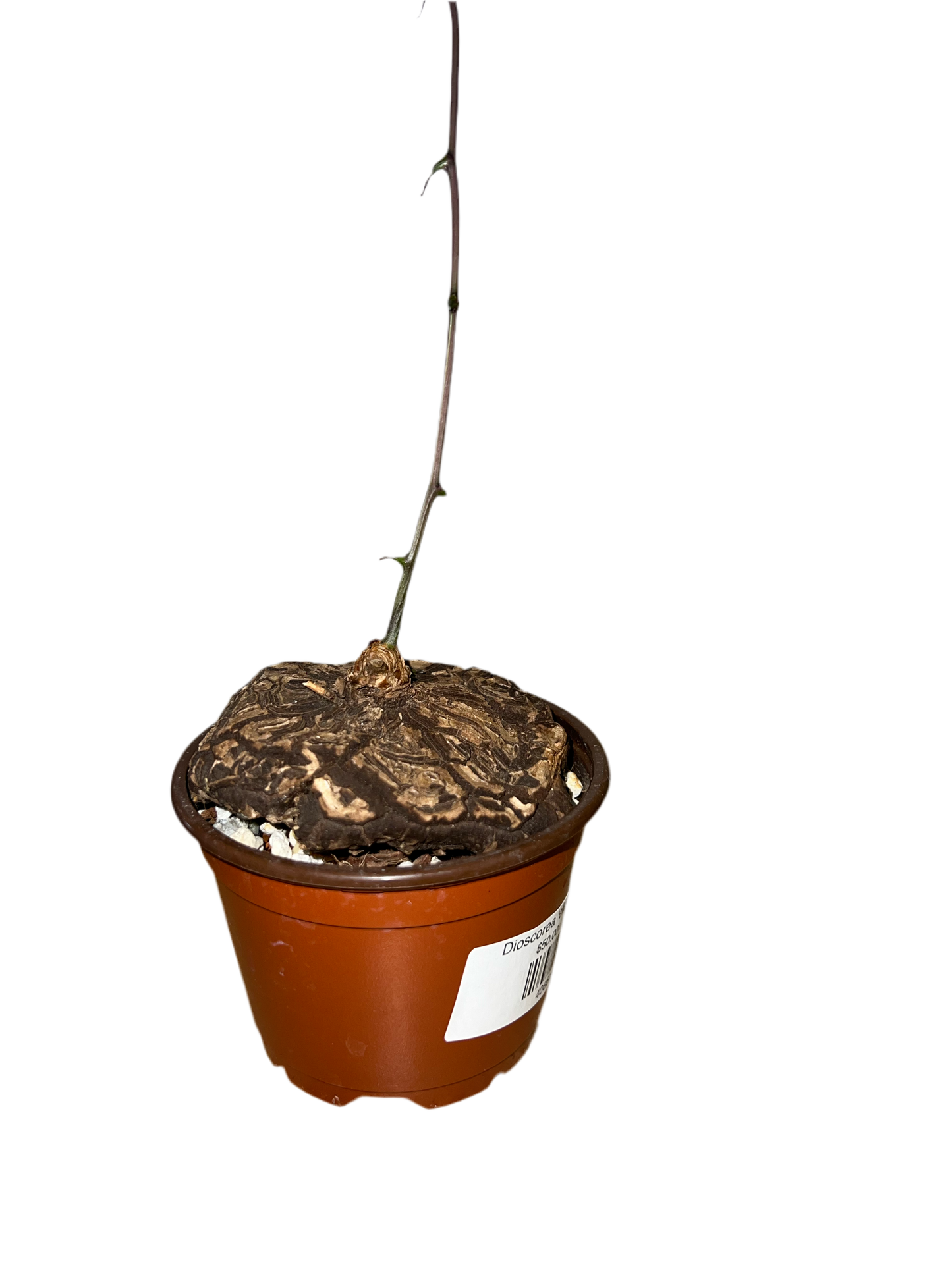 Dioscorea ‘elephantipes’