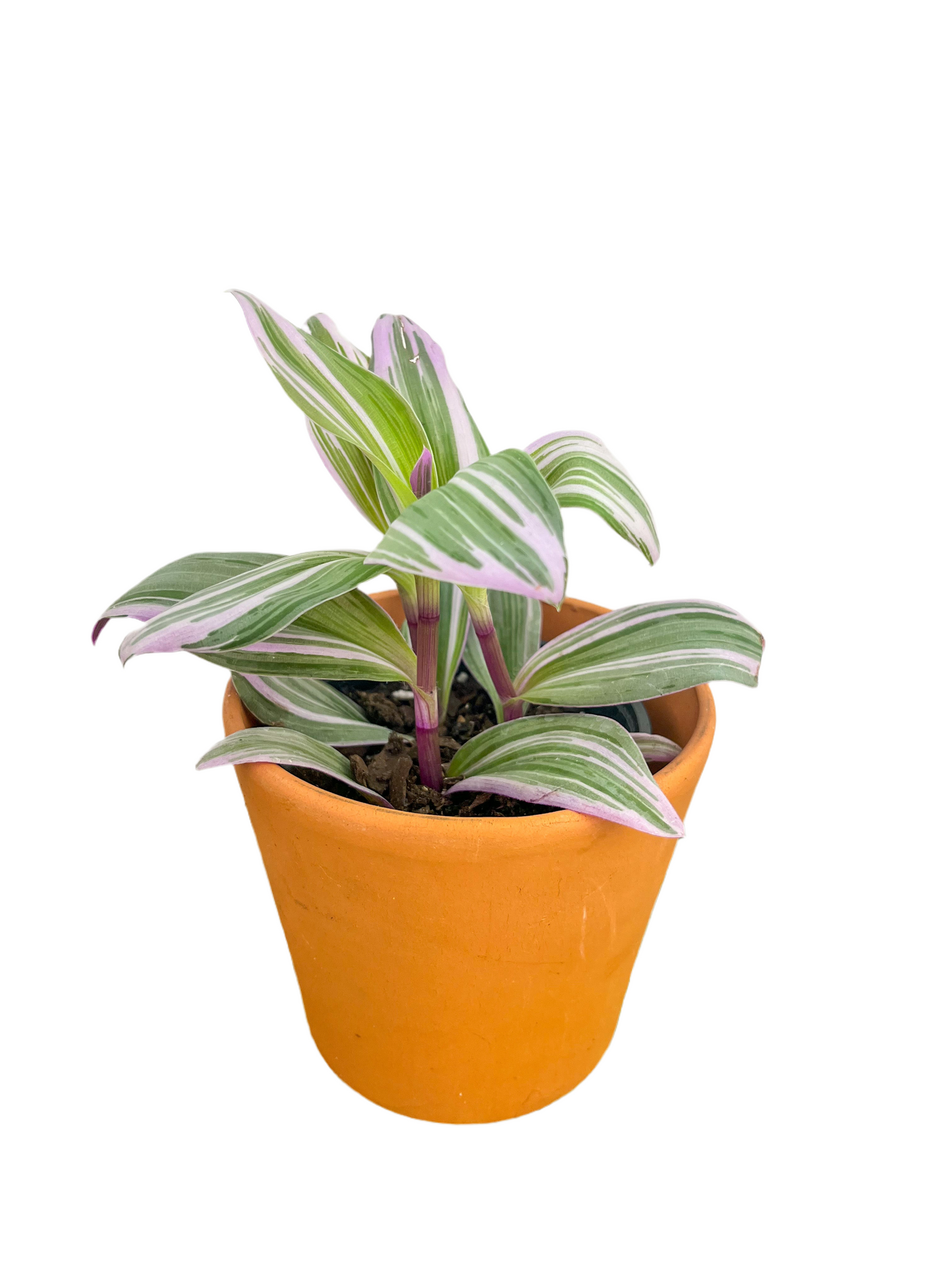 Tradescantia 'Nanouk'