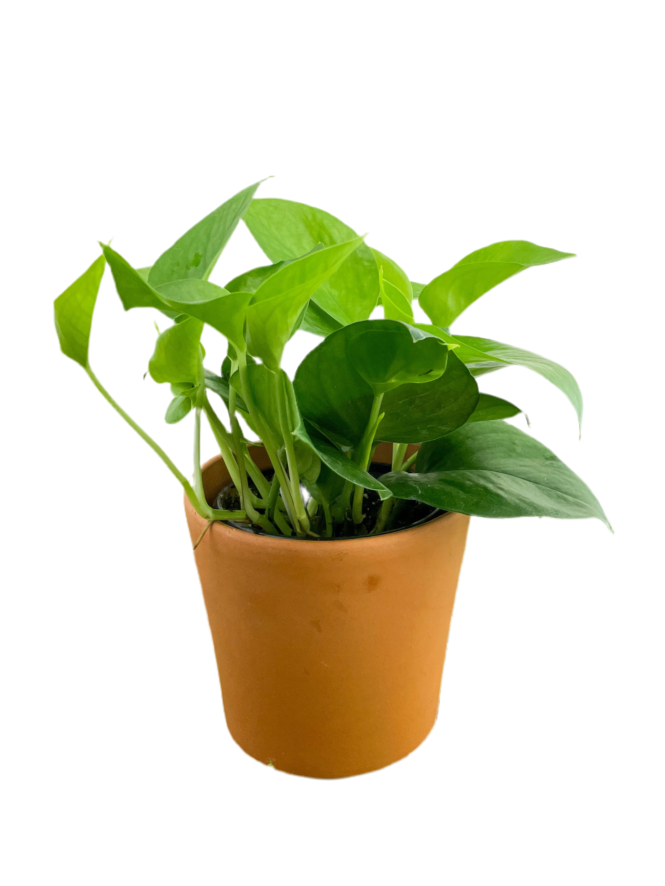 epipremnum jade pothos Epipremnum 'Jade Pothos' 4"