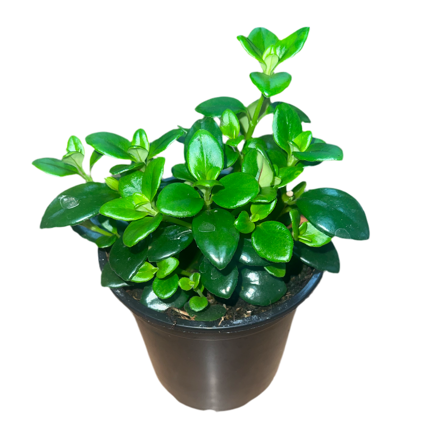 Goldfish/ Lipstick Plant Assorted