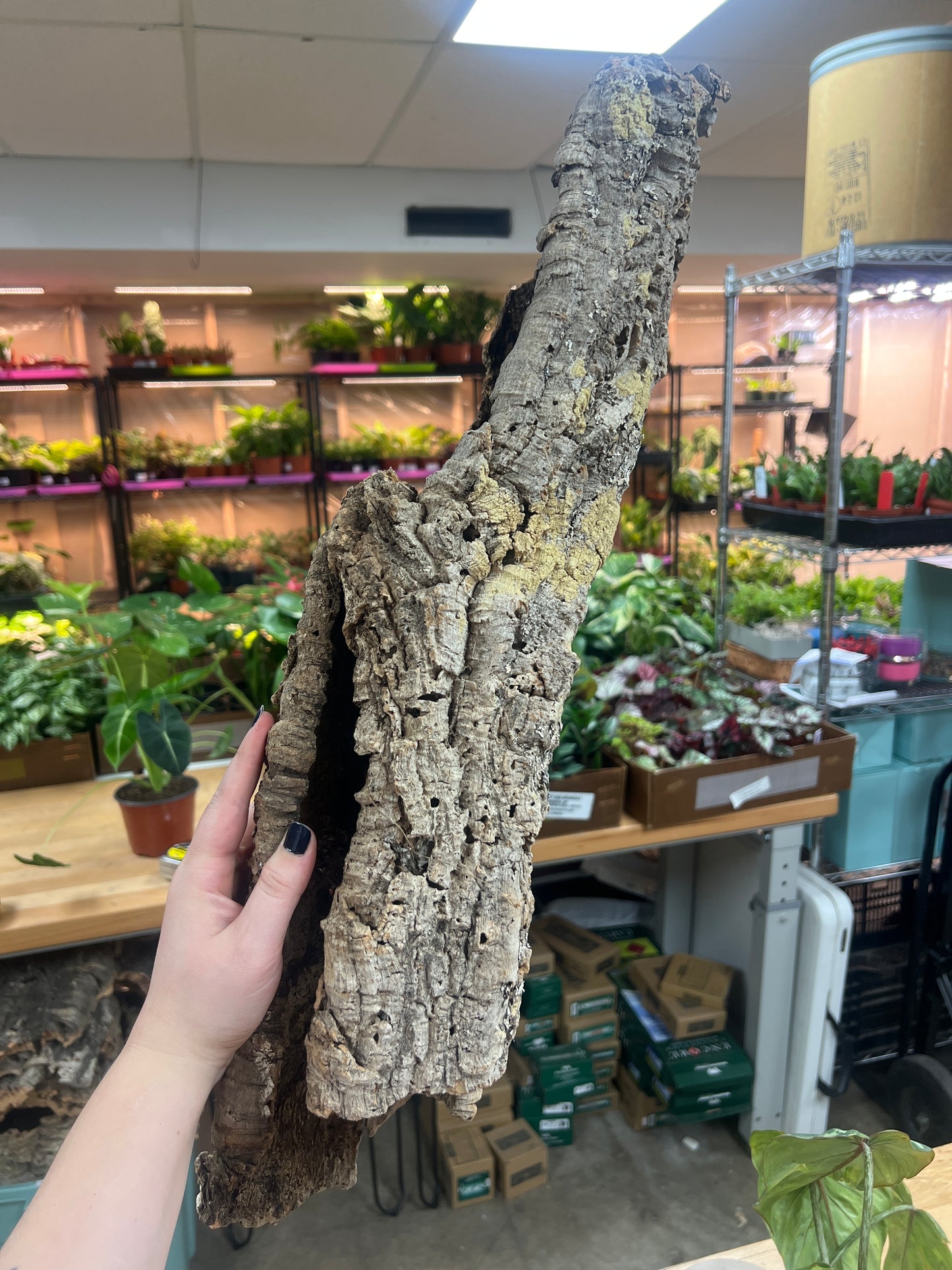 Cork Bark Tube- Large