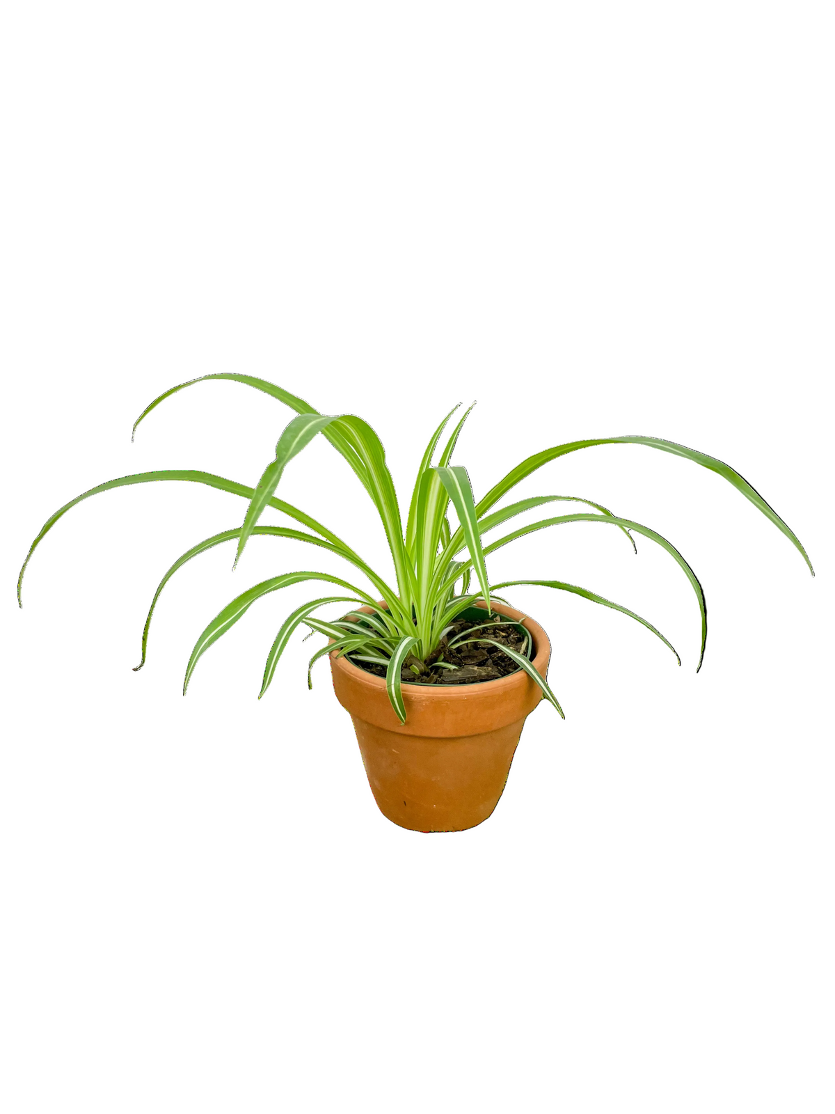 Chlorophytum 'Spider Plant'