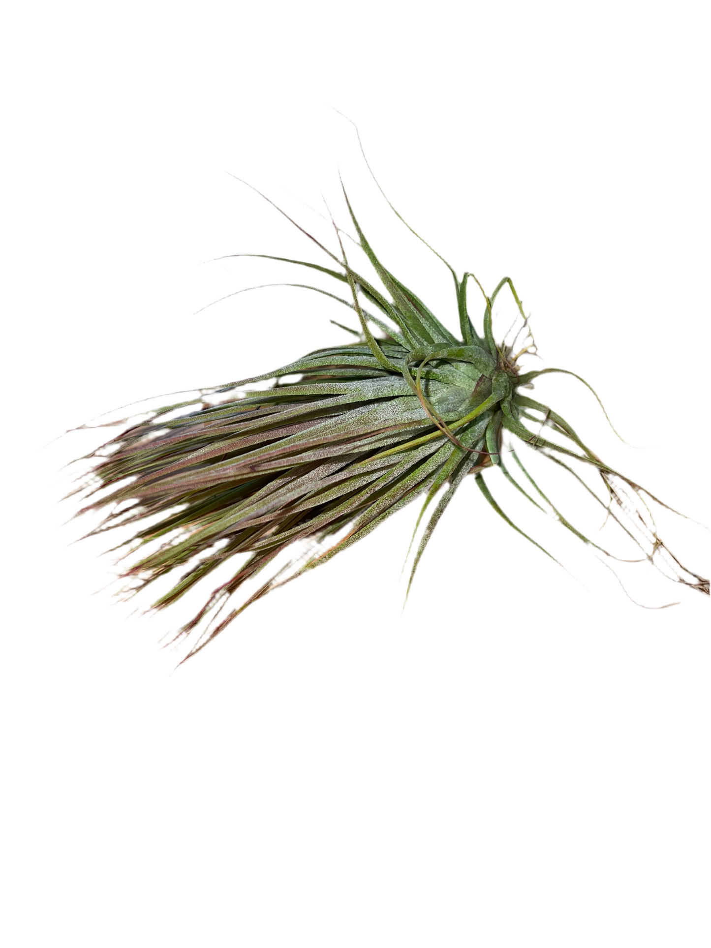 Tillandsia Ionantha v. Stricta x Magnusiana 'Magic Blush