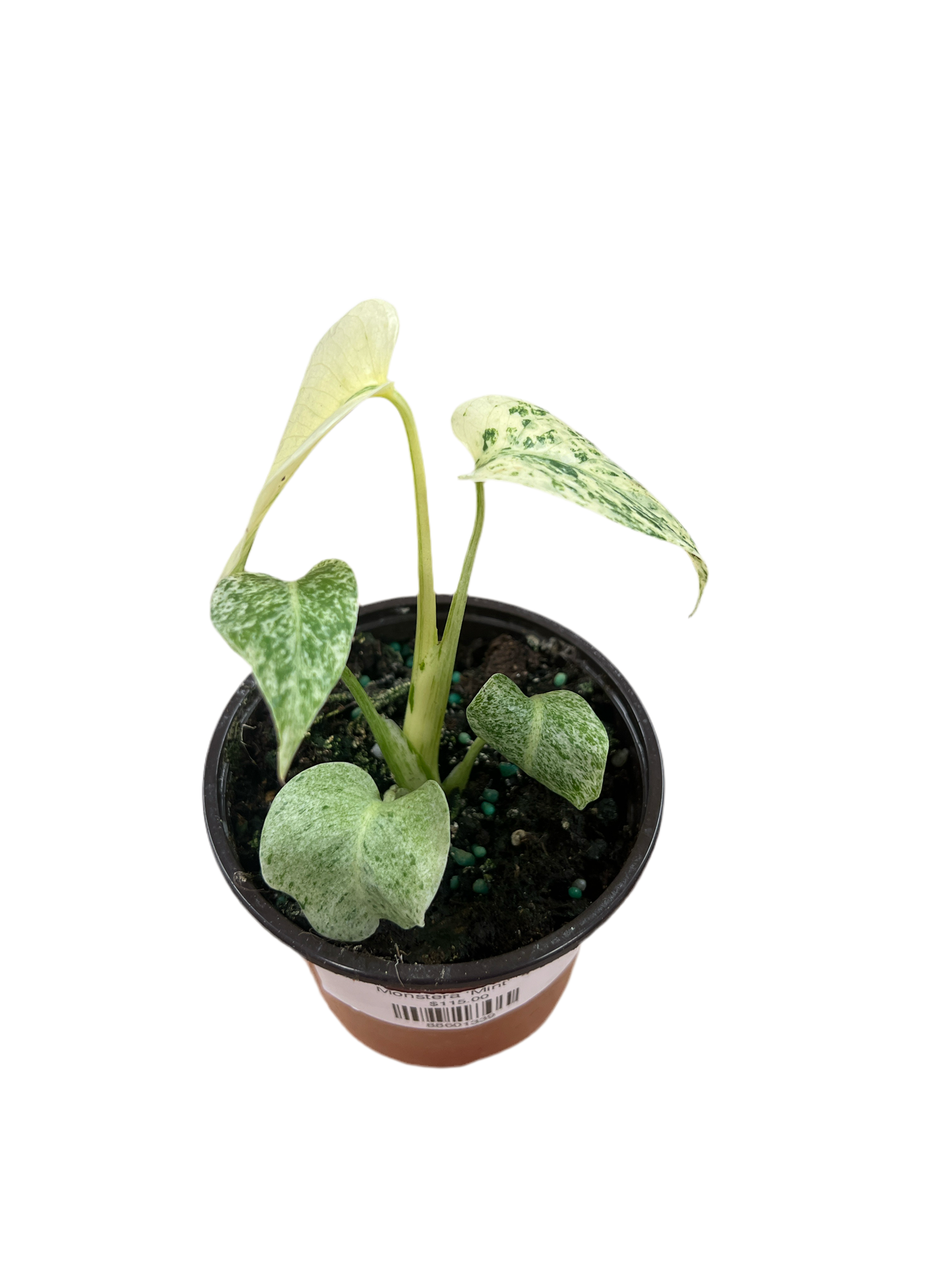 Monstera 'Mint' 4"