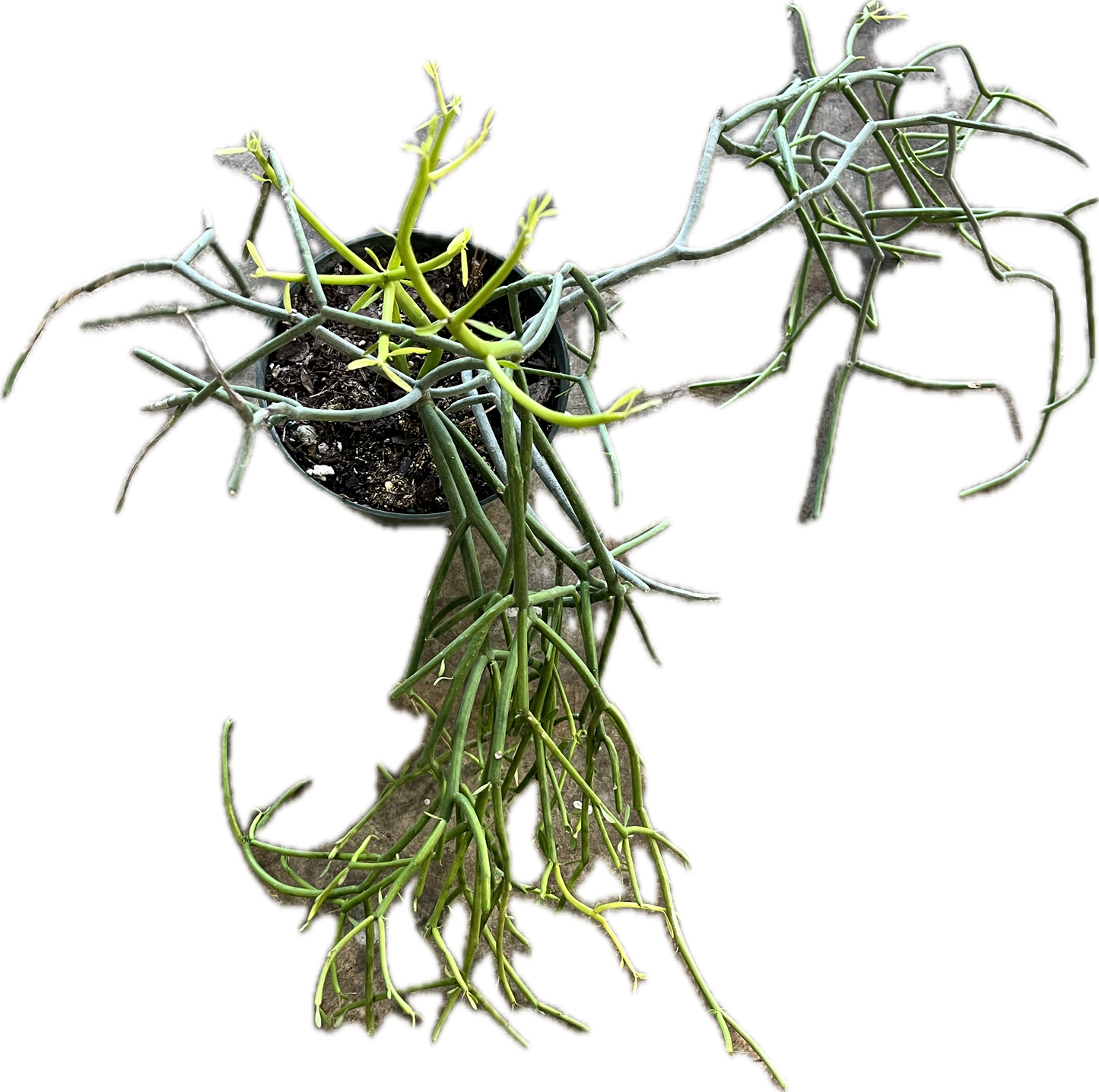 Euphorbia Tirucalli 'Pencil Cactus' 6"