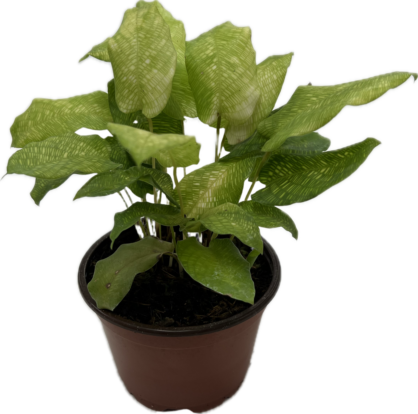Calathea 'Network' 4"
