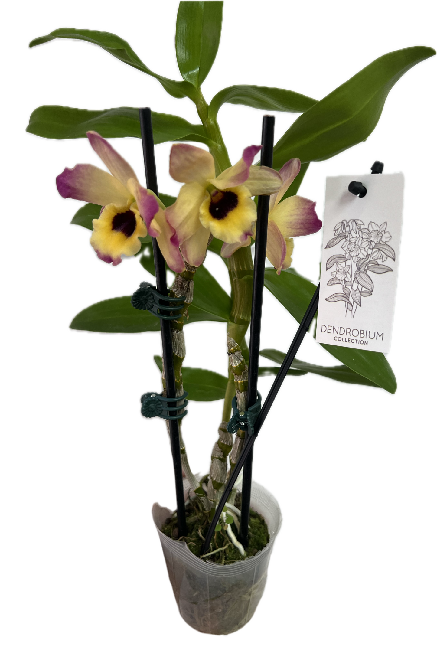 Orchid 'Dendrobium' 4”