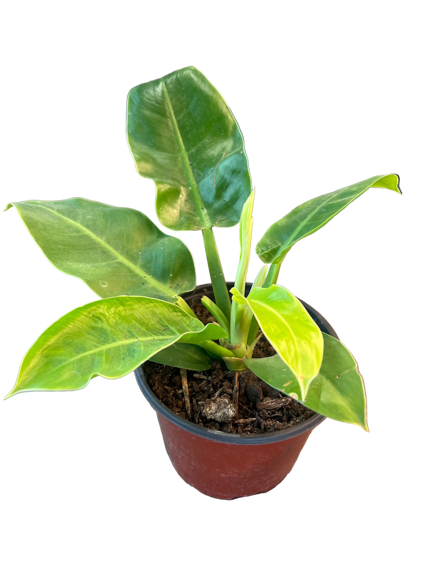 Philodendron 'Moonlight'