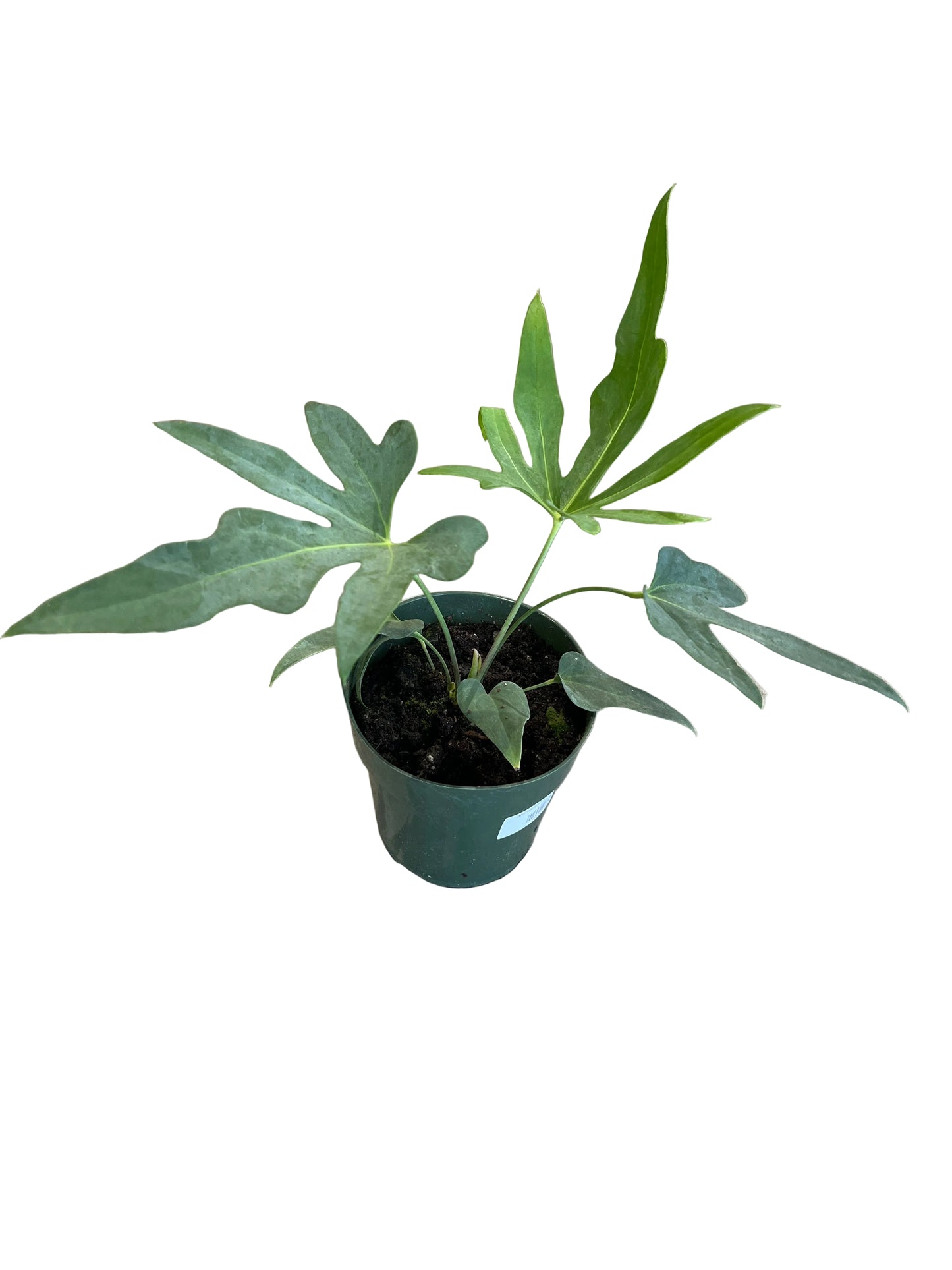 Anthurium 'Podophyllum' 6"