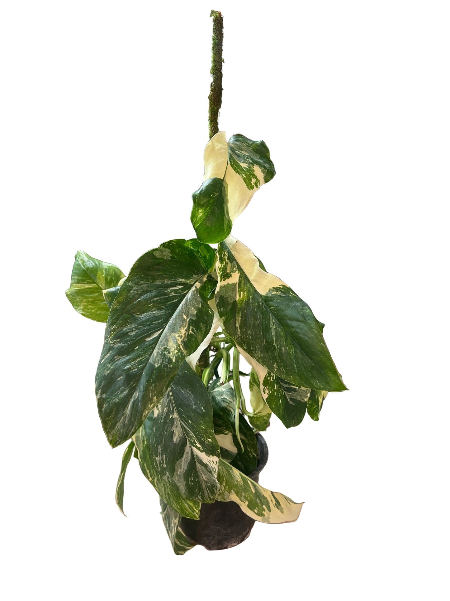 Monstera Lechleriana Variegated 6”