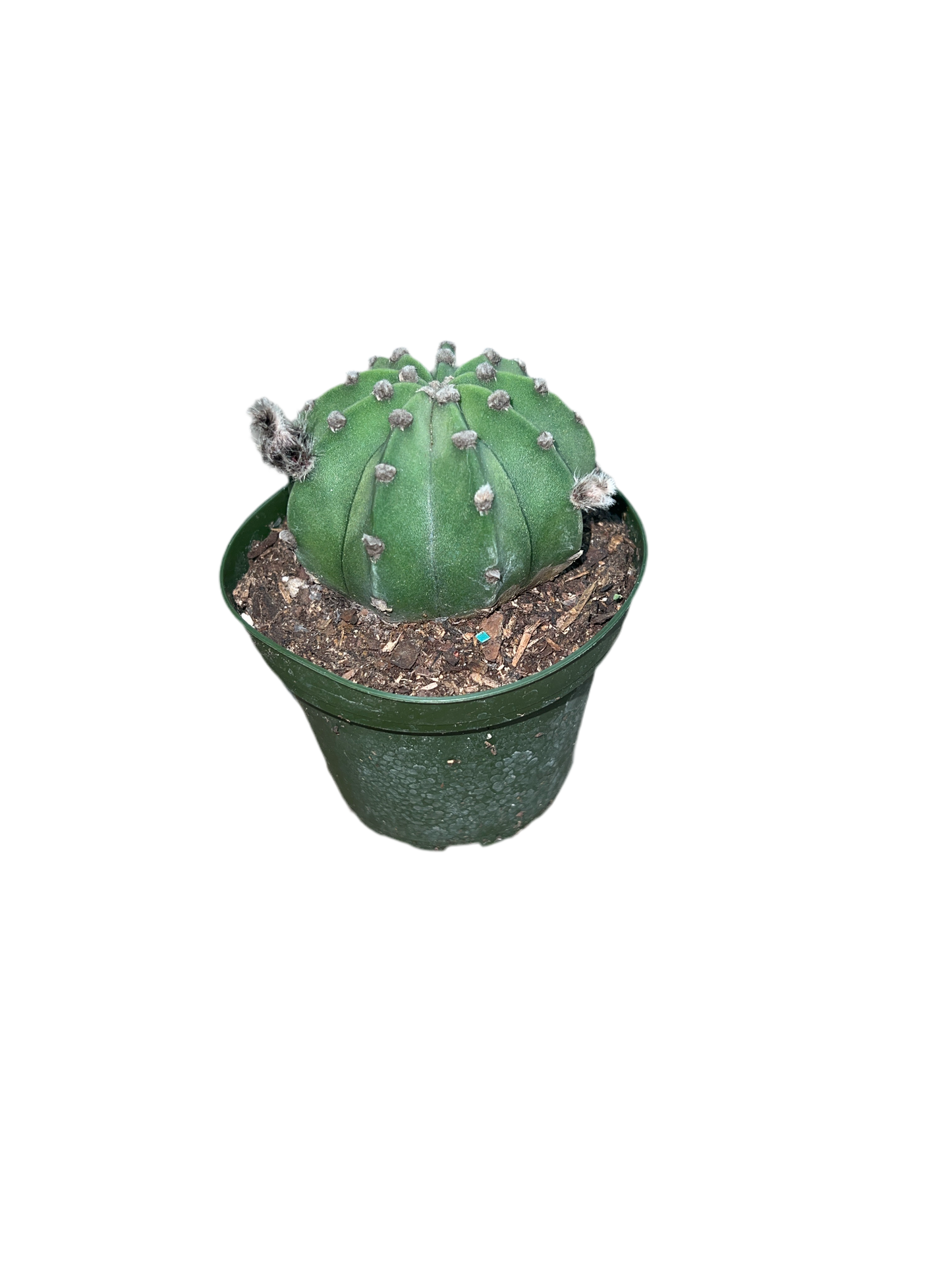 Easter Cactus 'Lily Green' 4"