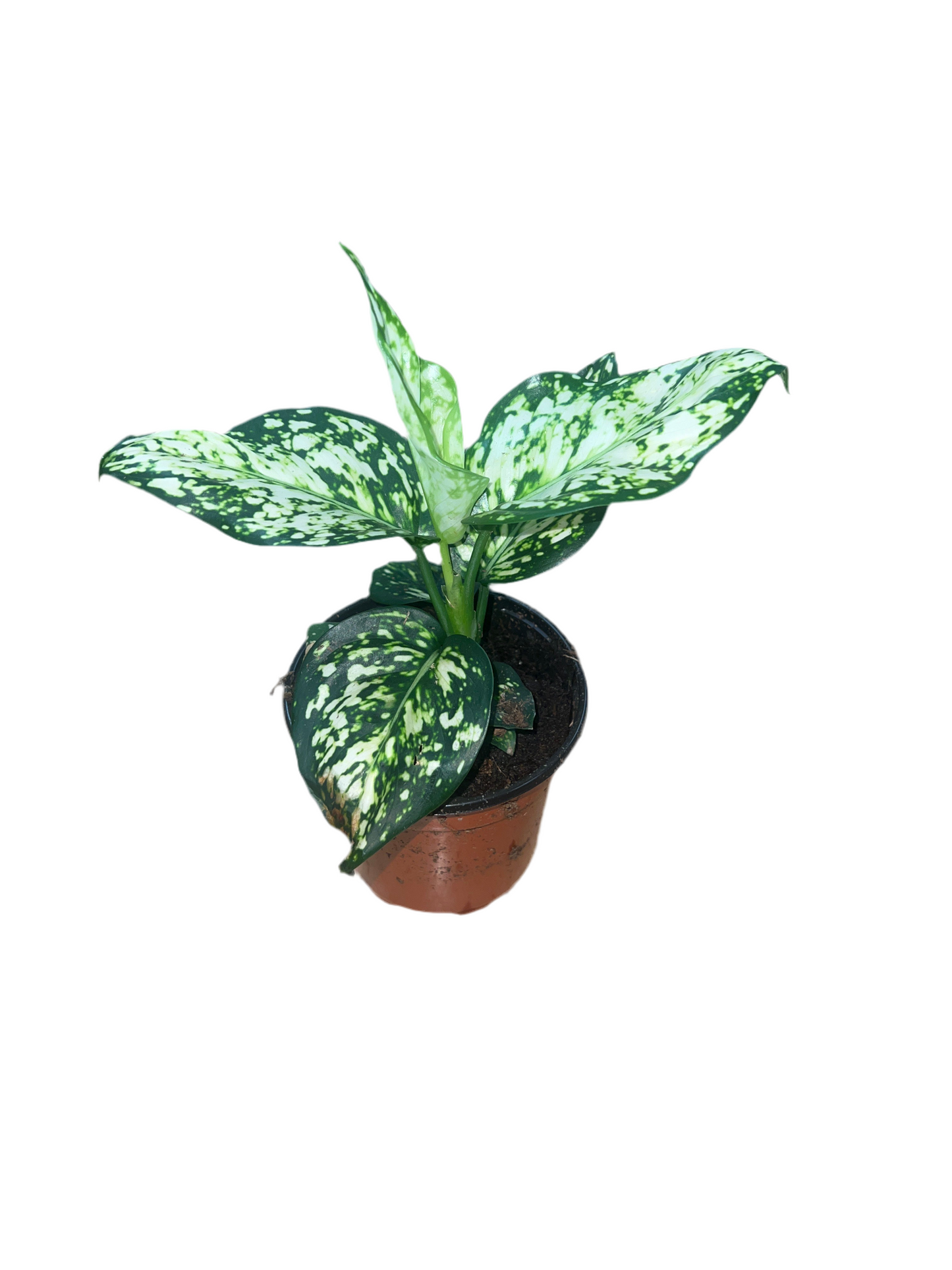 Aglaonema 'Beauty Super White'
