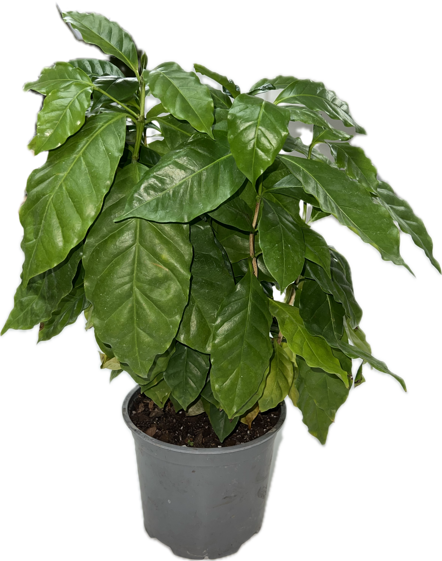 Coffee Plant