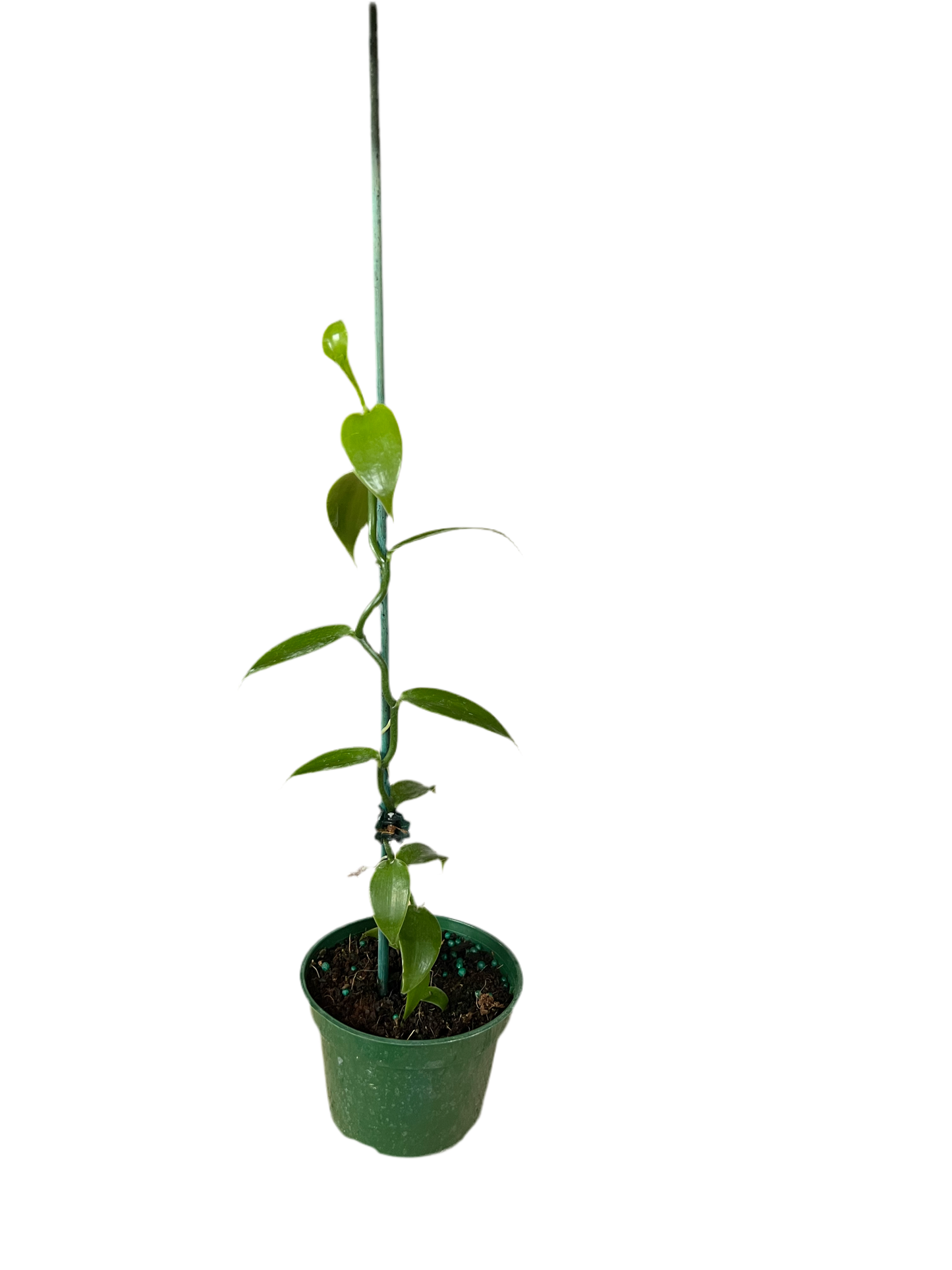 Vanilla Planifolia ‘Vanilla Bean Orchid’ 4”