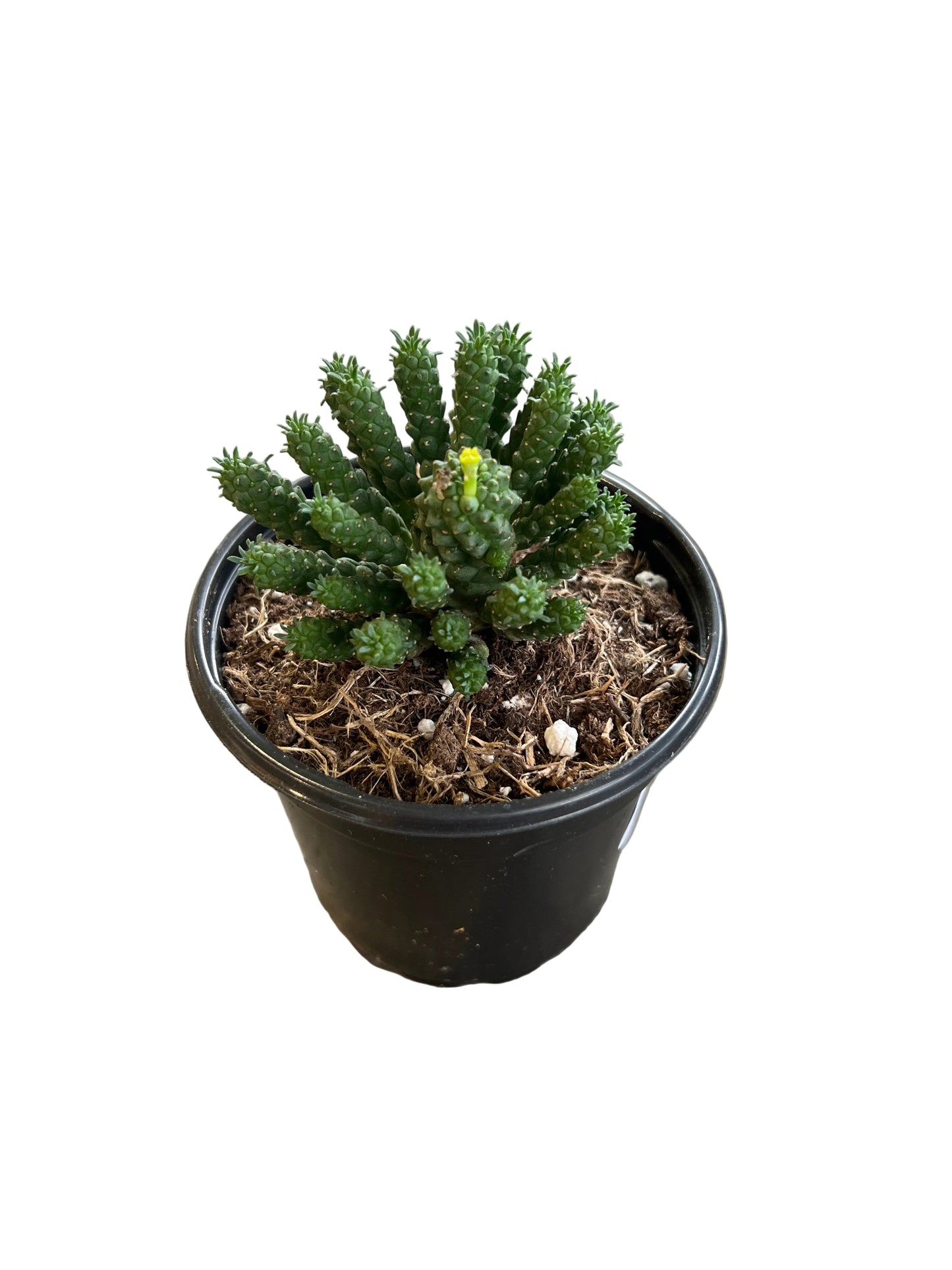 Euphorbia 'Medusa Head' 4"