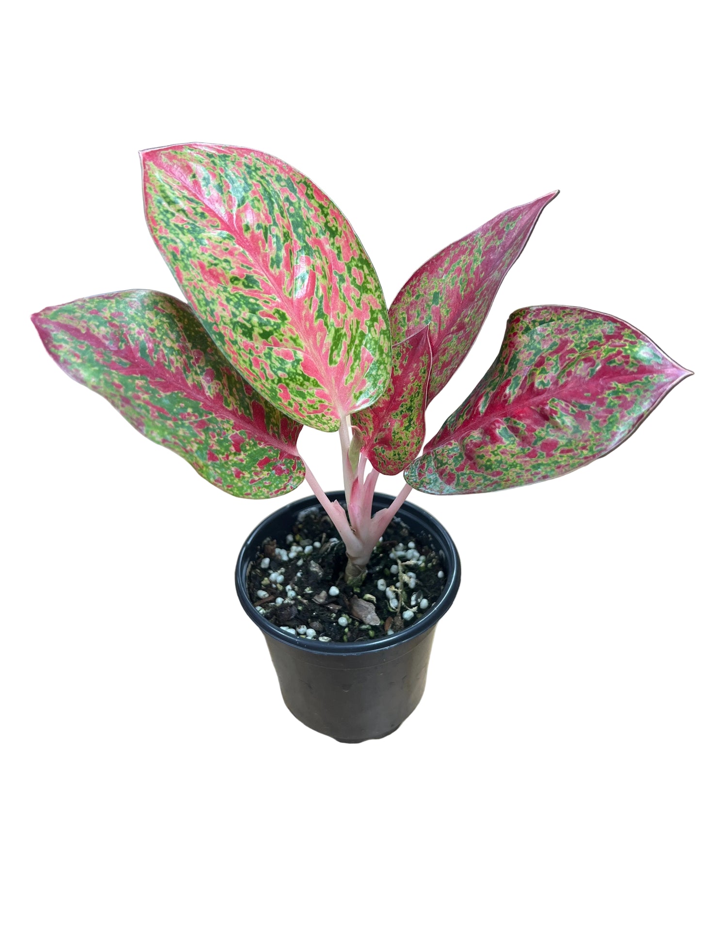Aglaonema ‘Red Stardust’ 4”