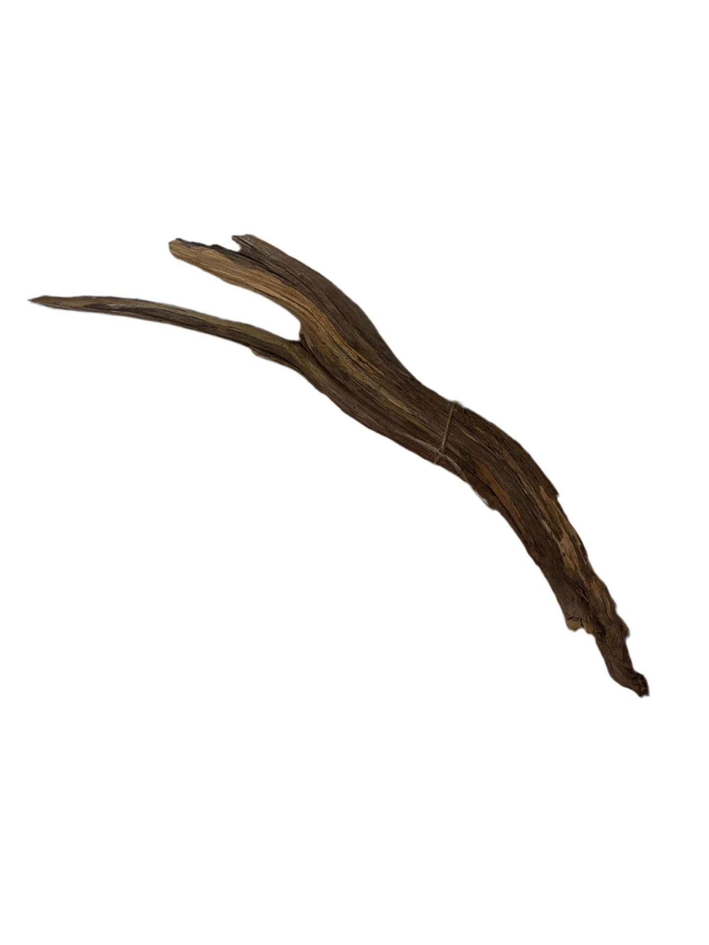 Rugged Manzanita- Small
