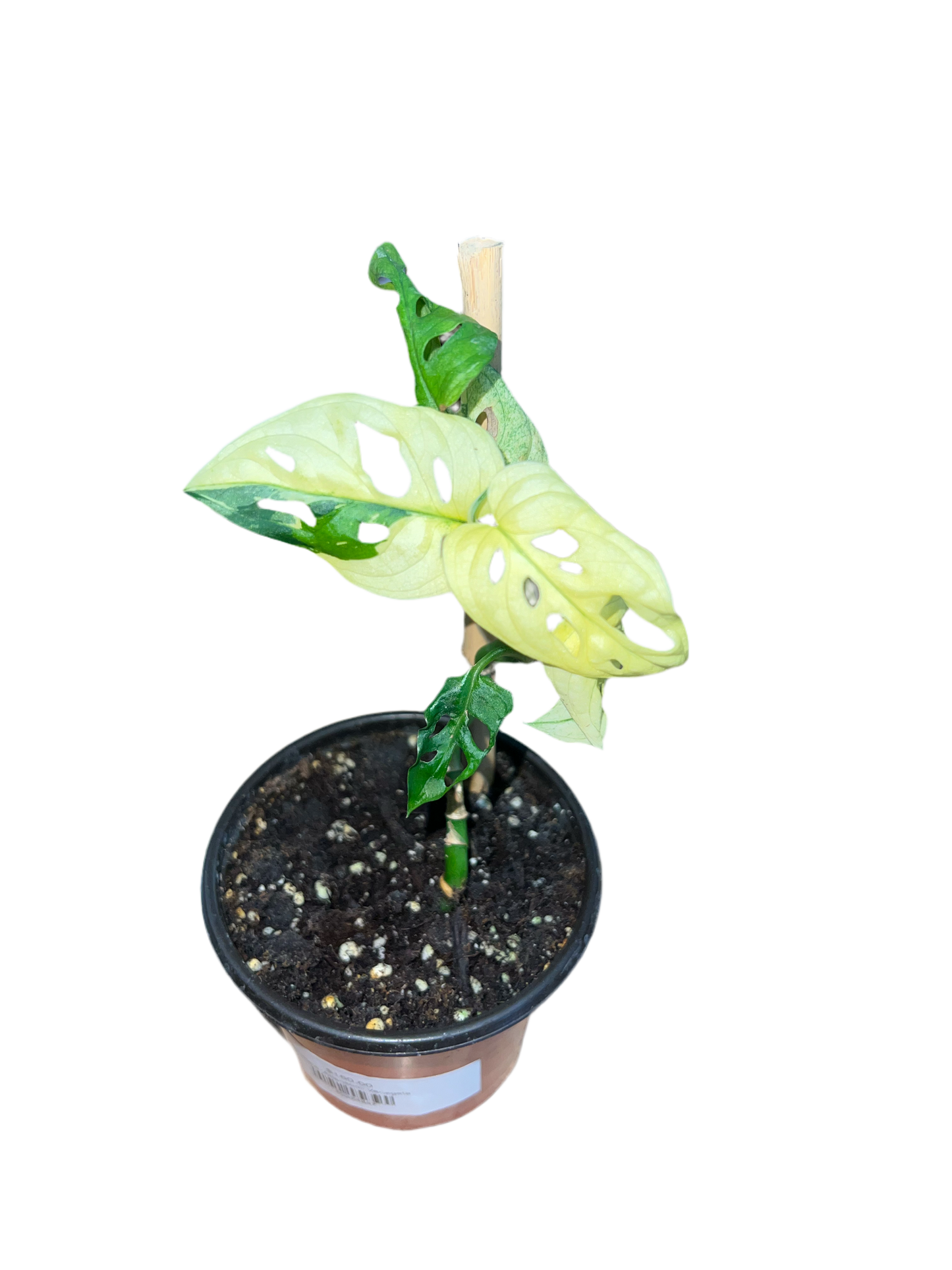 Monstera ‘Adansonii Variegata’ 4”