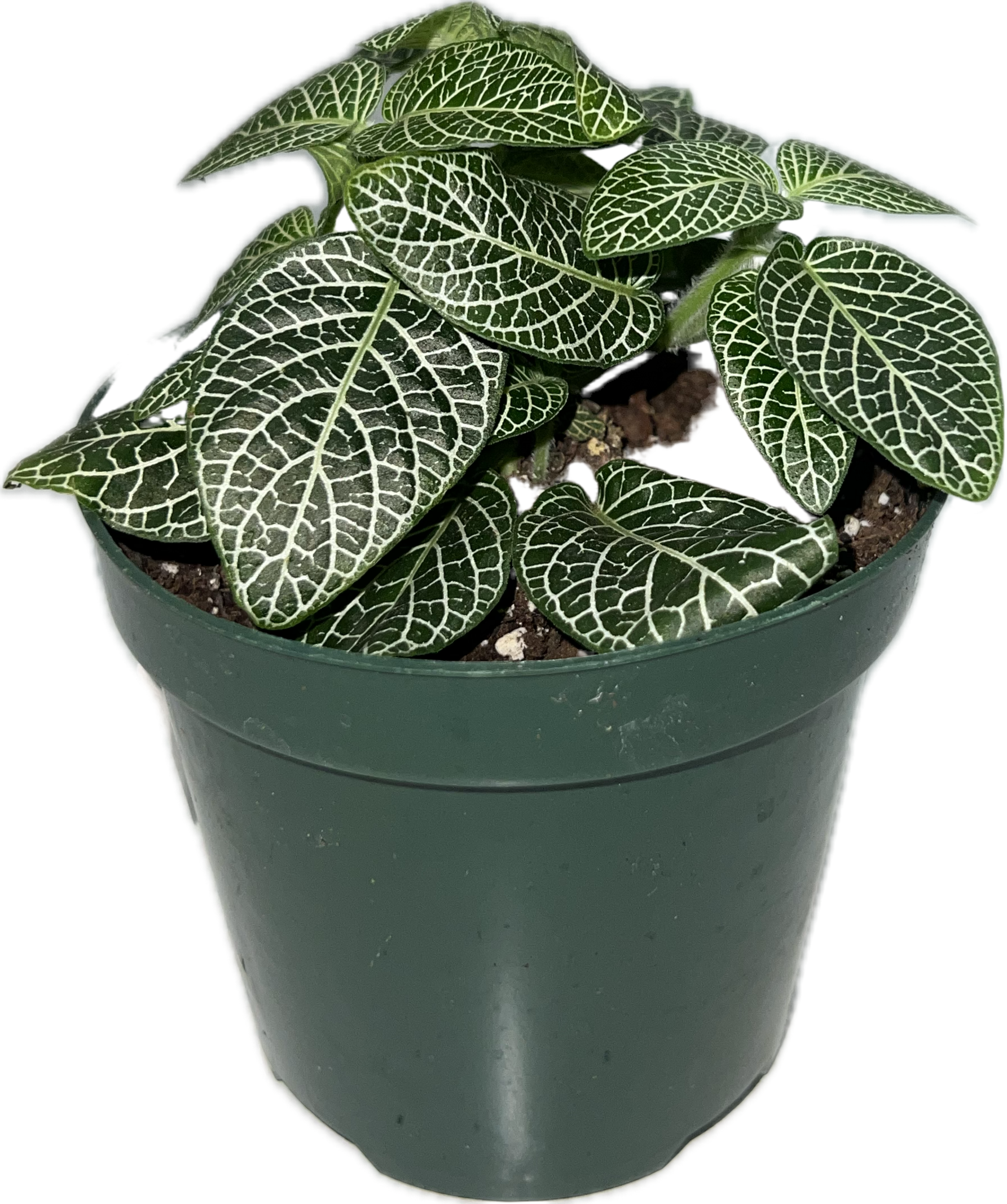 Fittonia 'Nerve Plant' 3