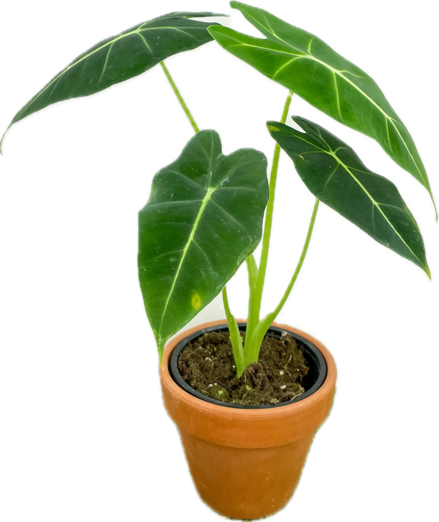 Alocasia 'Frydek'