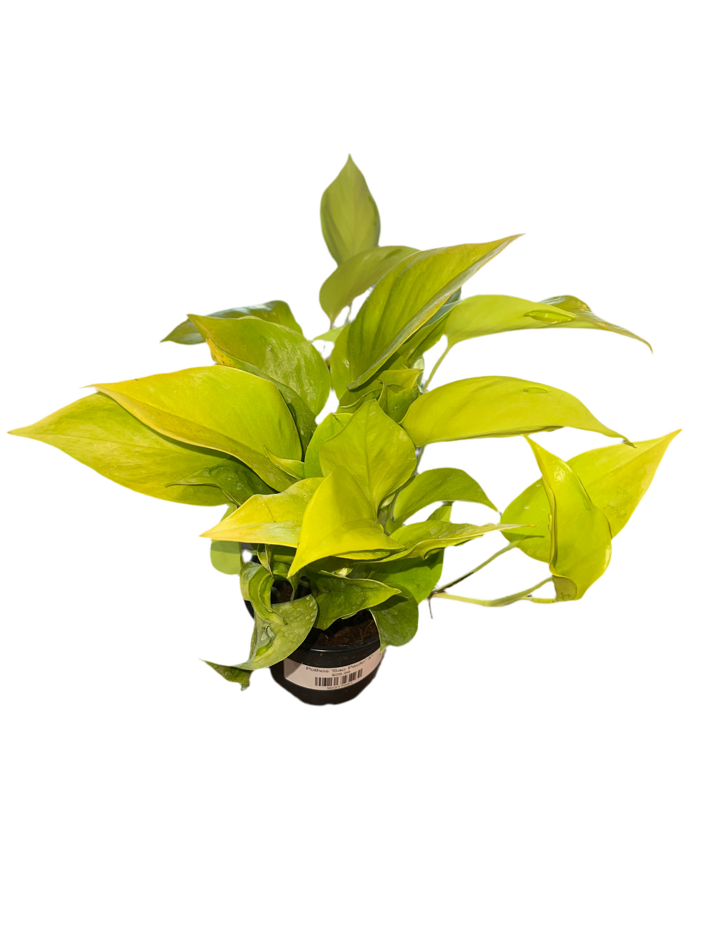 Pothos 'Sao Paulo' 4"