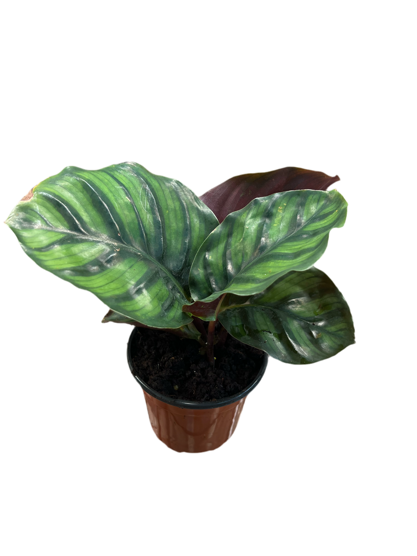 Calathea ‘Fasciata’ 4”