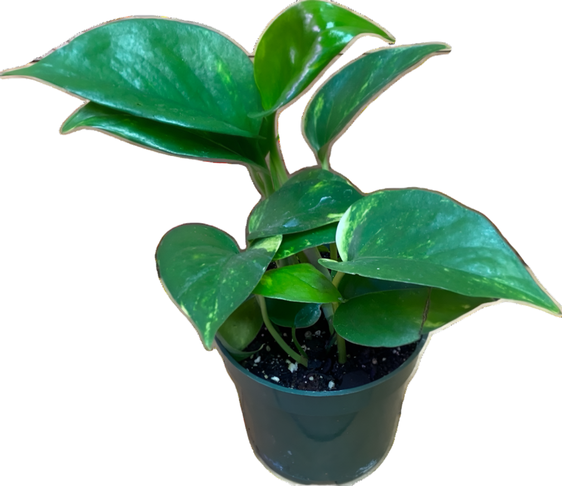 Epipremnum 'Golden Pothos'