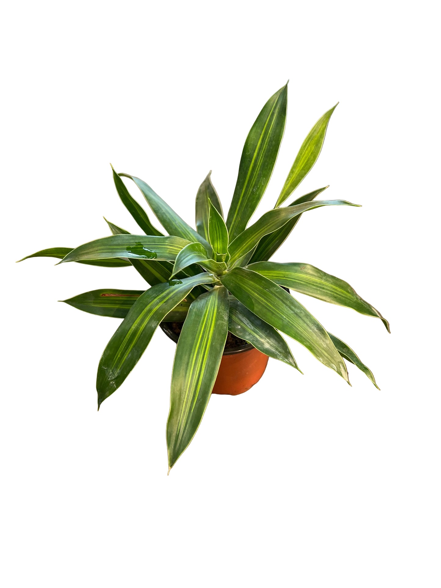 Dracaena 'Song of Jamaica' 4"