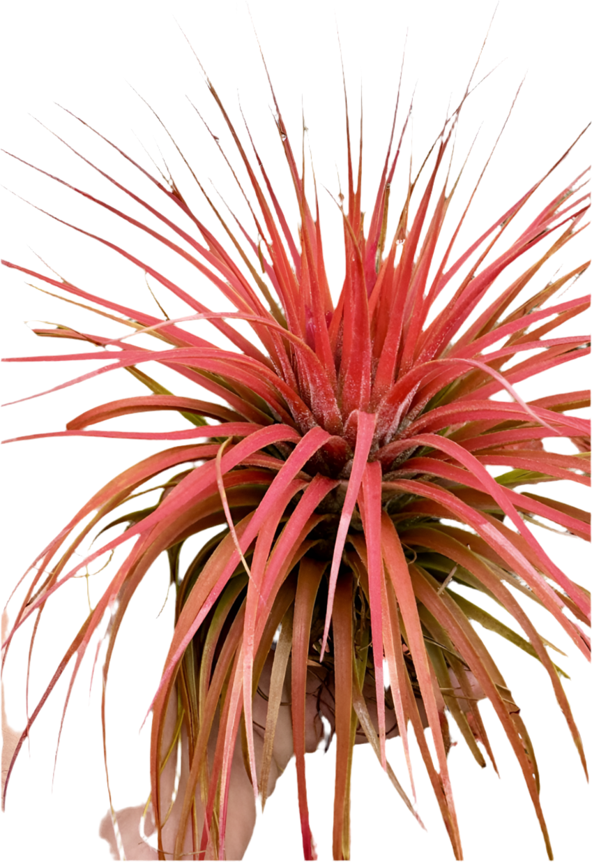 Tillandsia Ionantha v. Stricta x Magnusiana 'Magic Blush