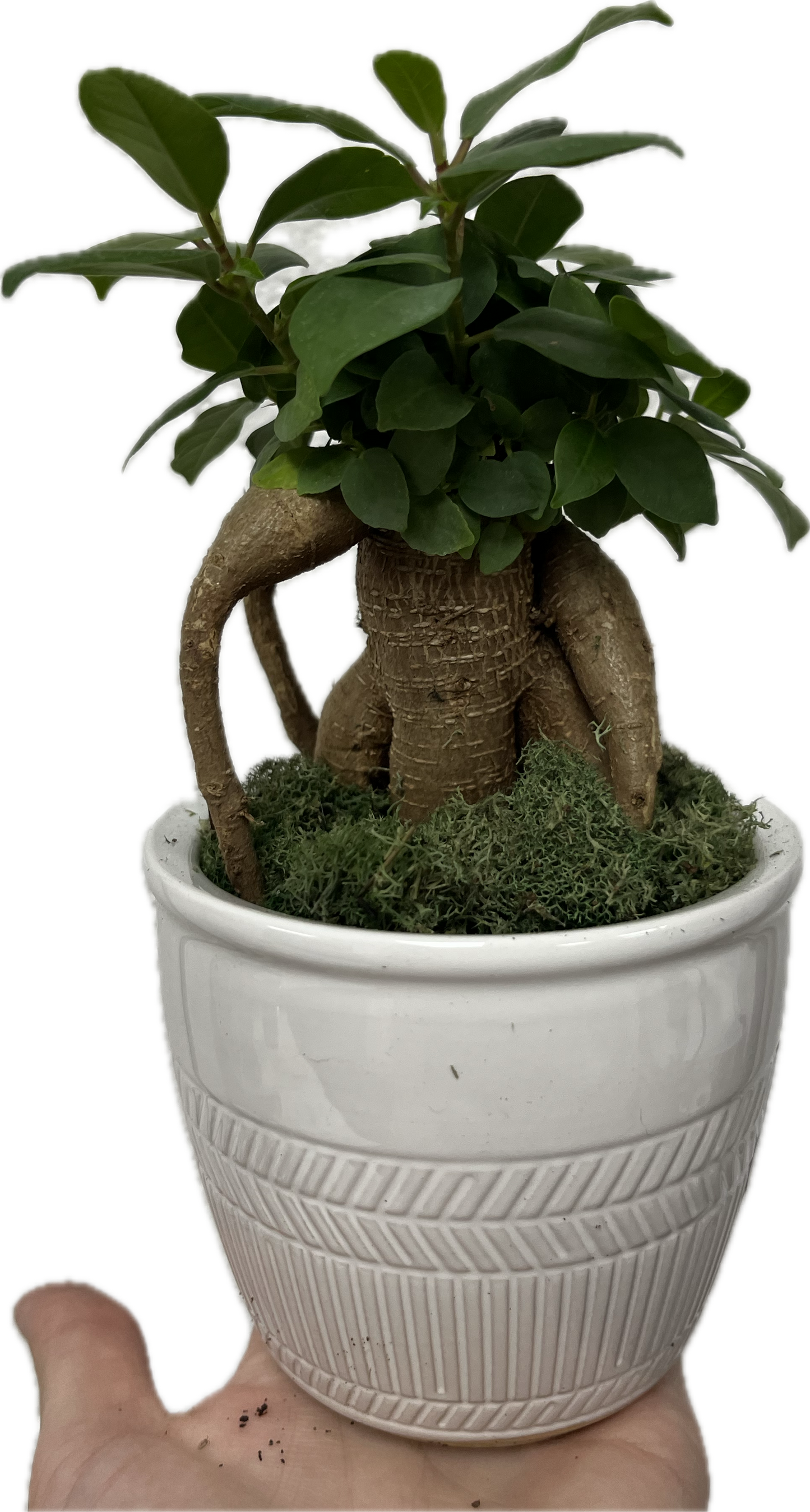 Bonsai Assorted 4"