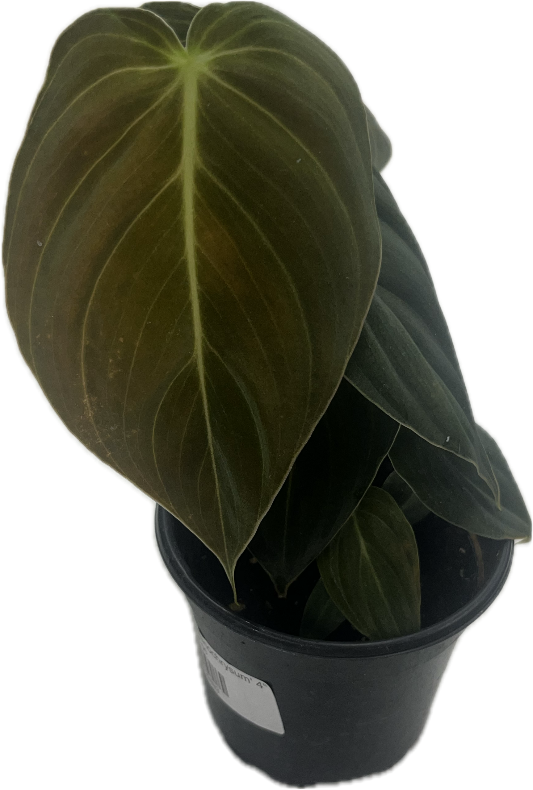 buy philodendron melanochrysum Philodendron 'Melanochrysum' 4" – The Plant Room