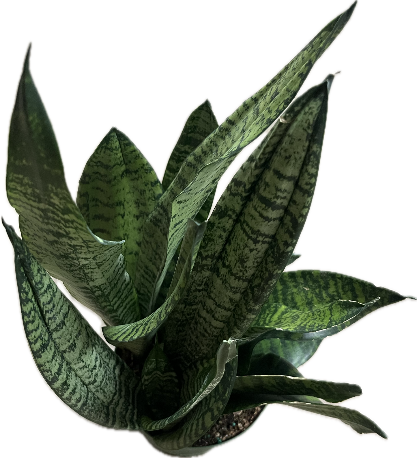 Sansevieria 'Robusta'