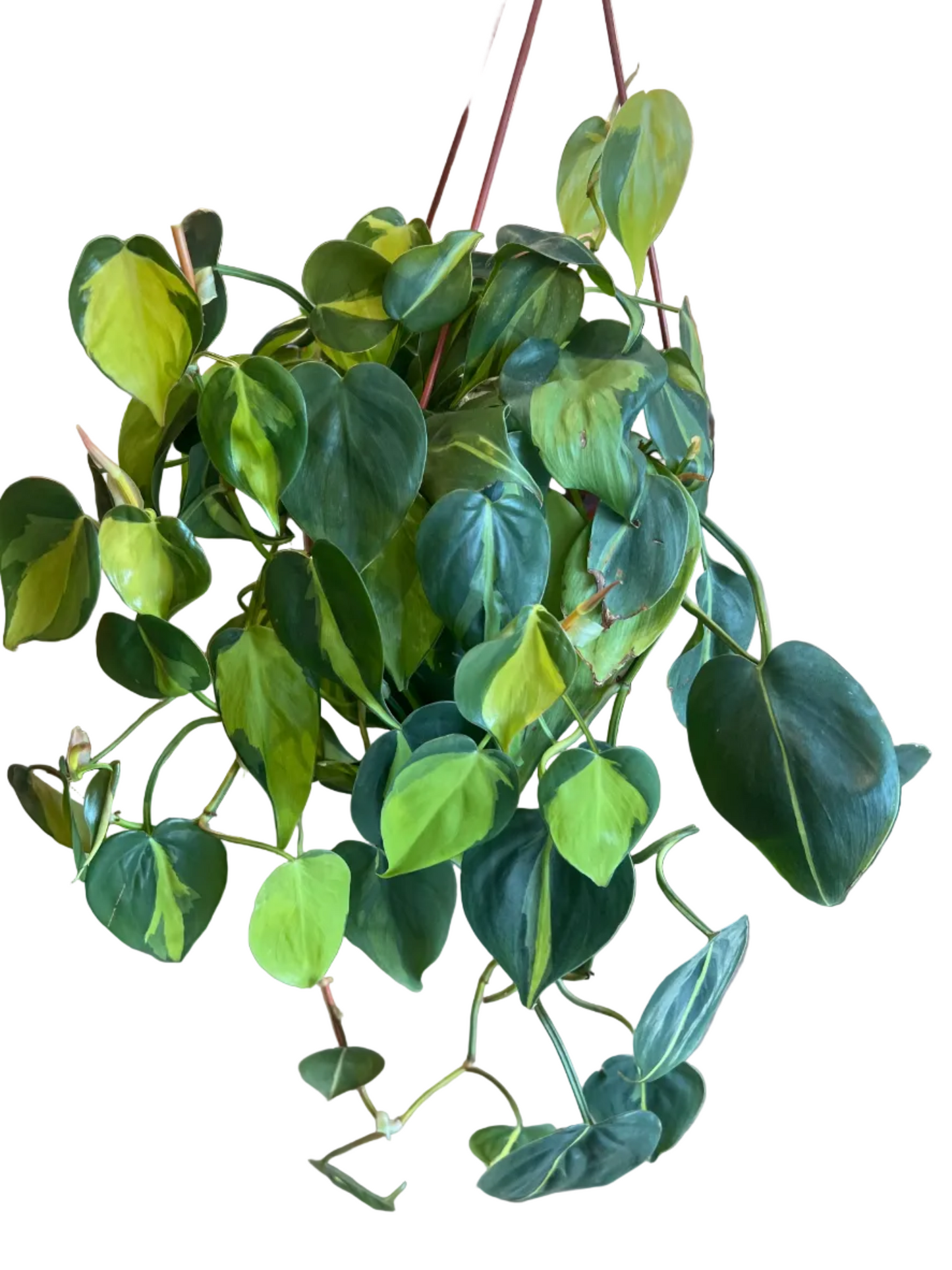 Philodendron ‘Brazil’