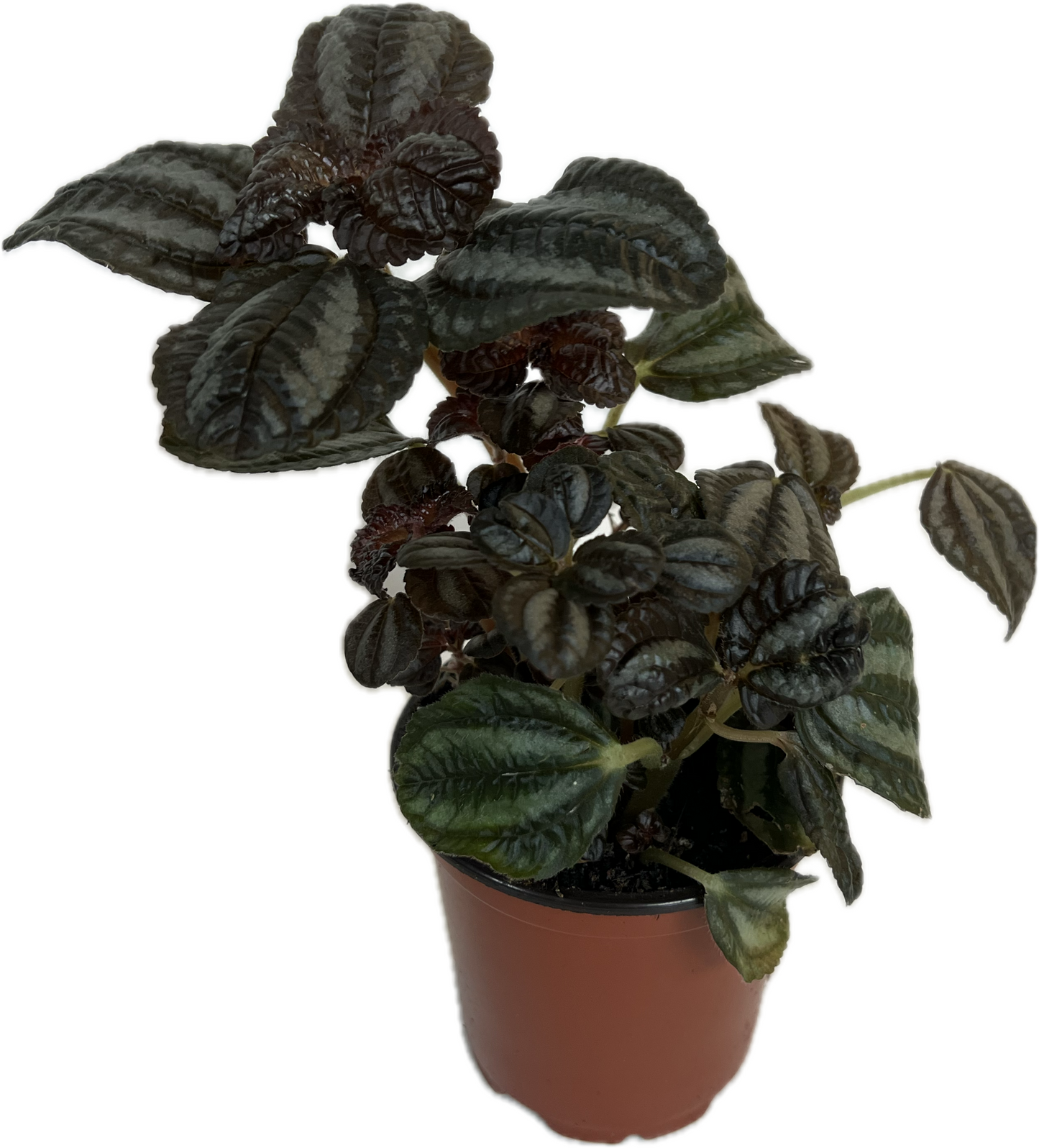 Pilea 'Norfolk' 4"