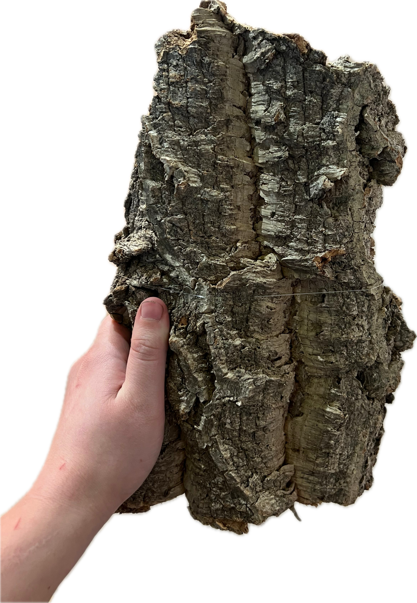 Large Cork Bark Flat 16”-22”