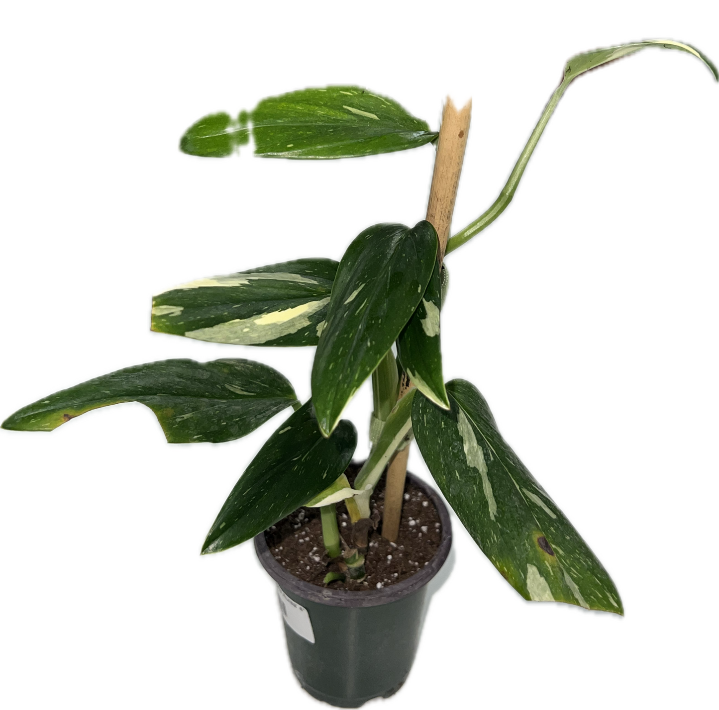 Monstera 'Standleyana Aurea'
