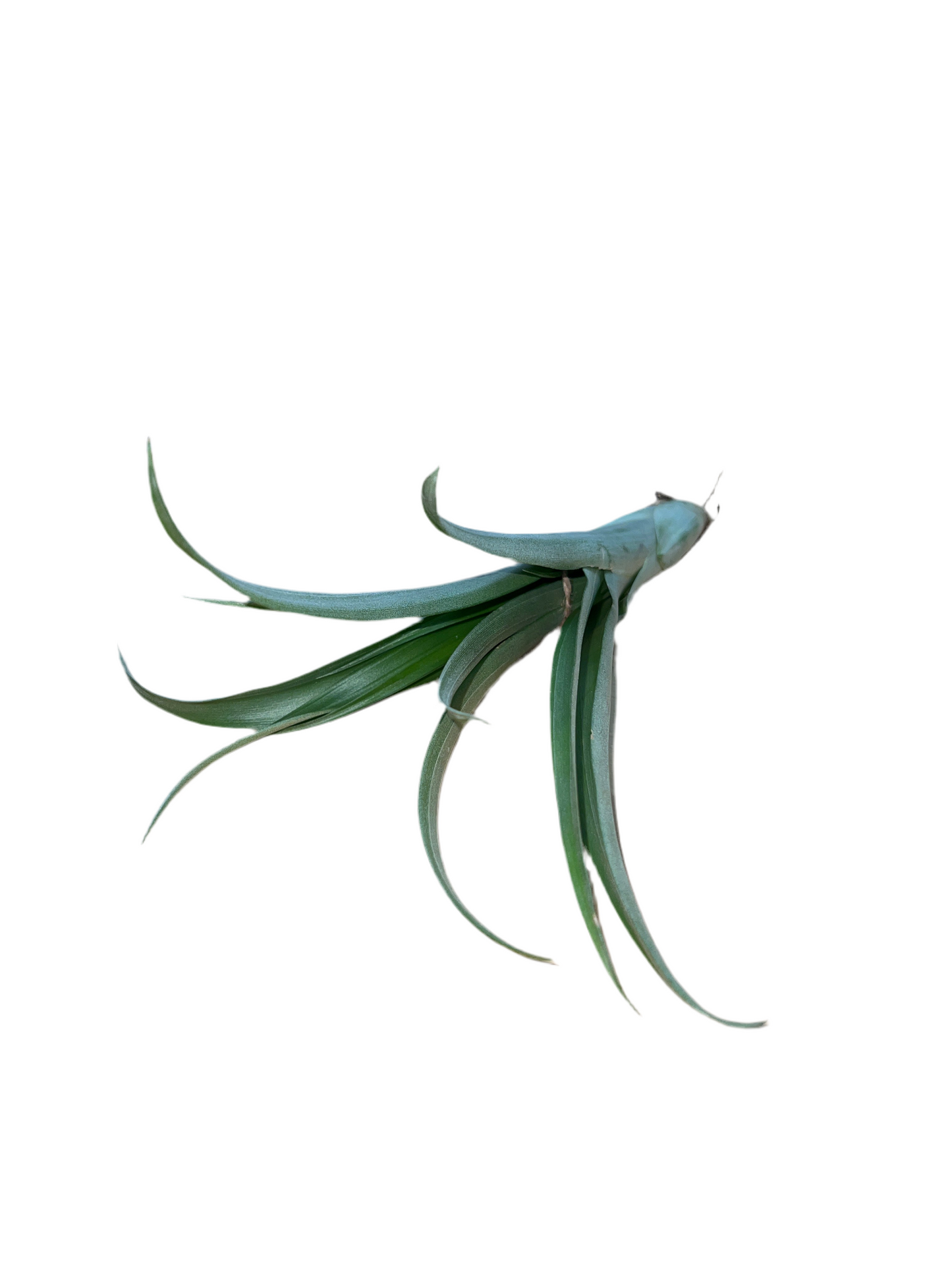 Tillandsia Flabellata