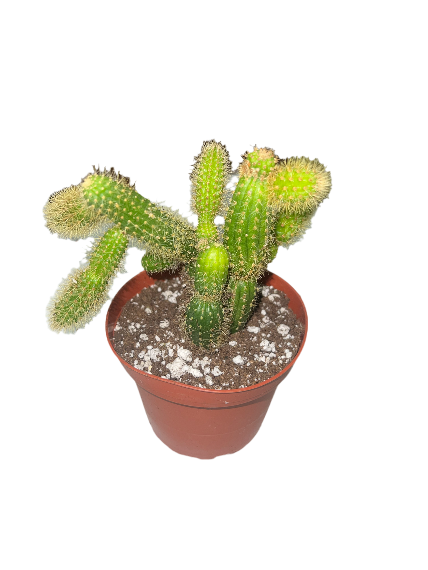 Cactus 'Monkey Tail'