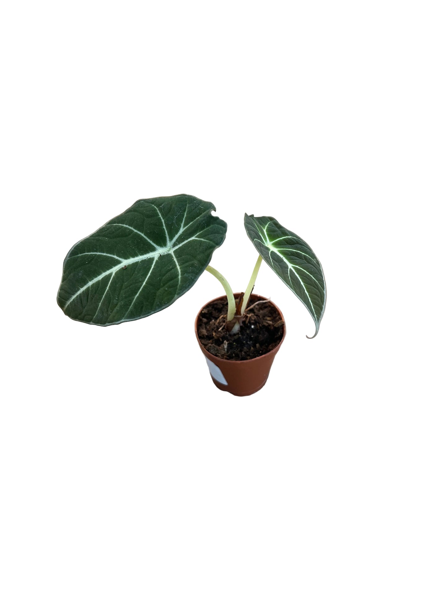 Alocasia asst 2"
