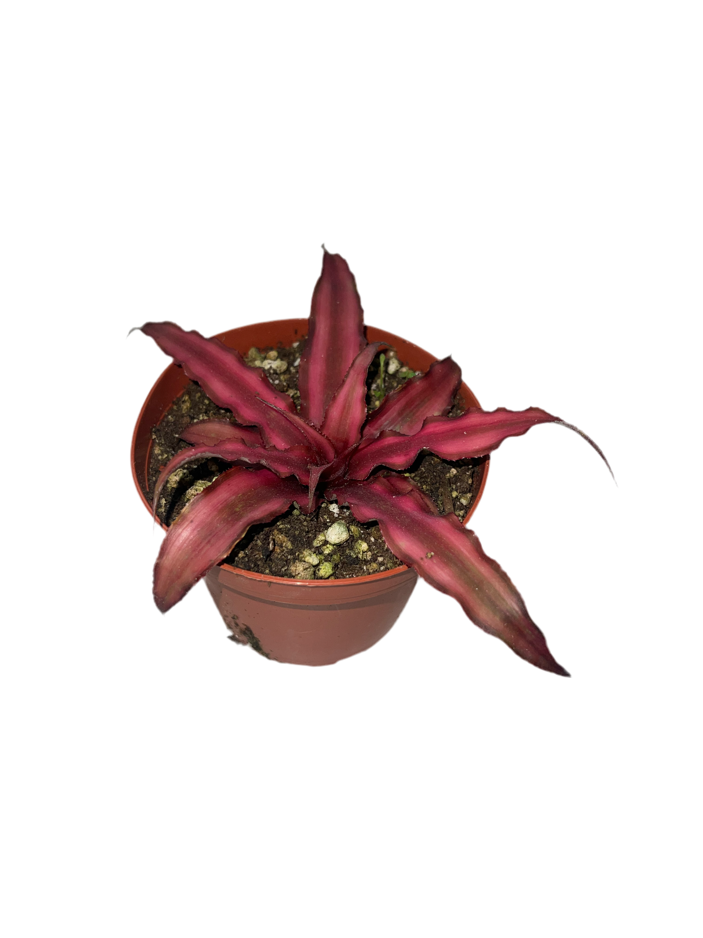 Cryptanthus Asst 4"