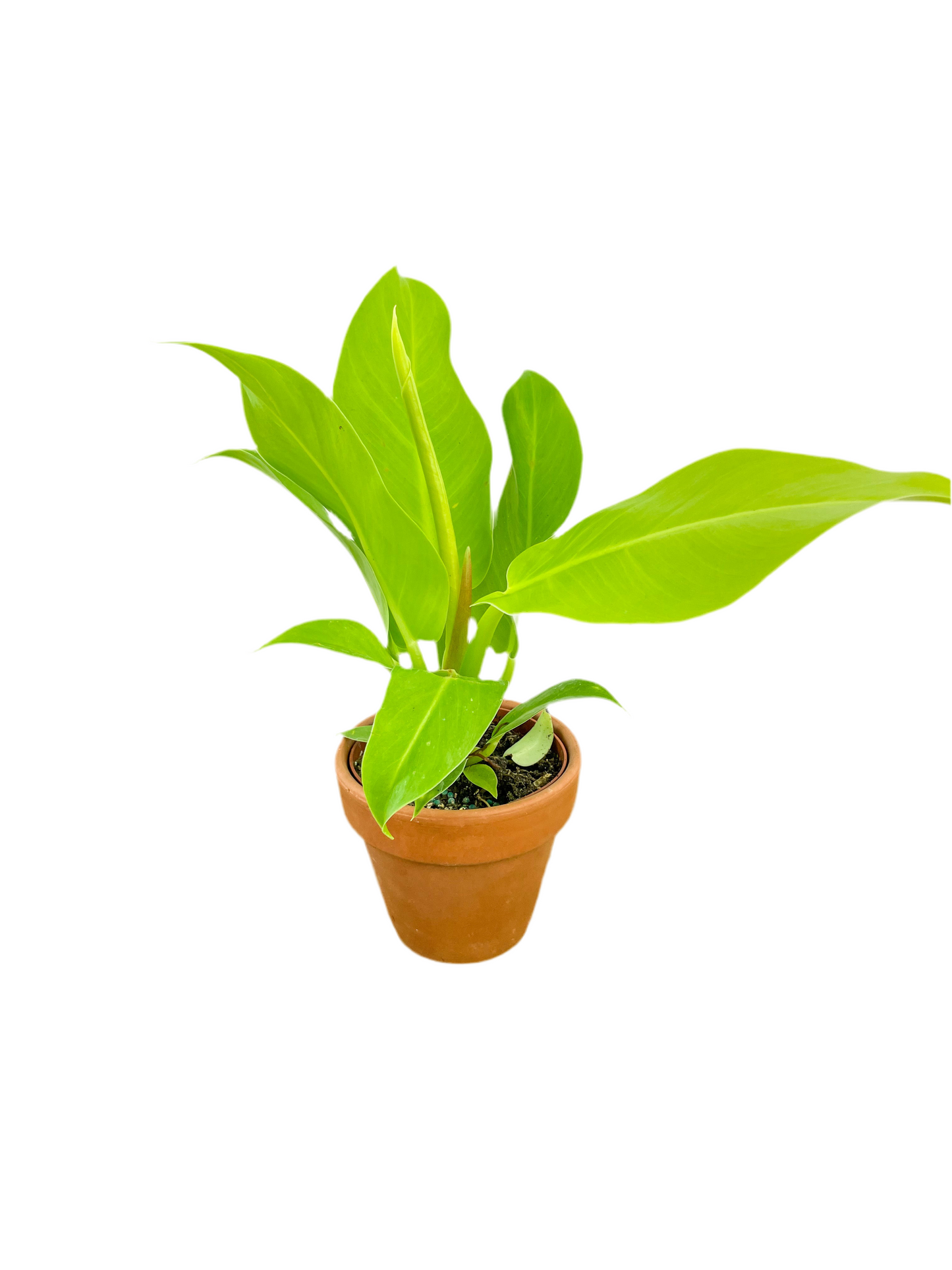 Philodendron 'Moonlight' 4"