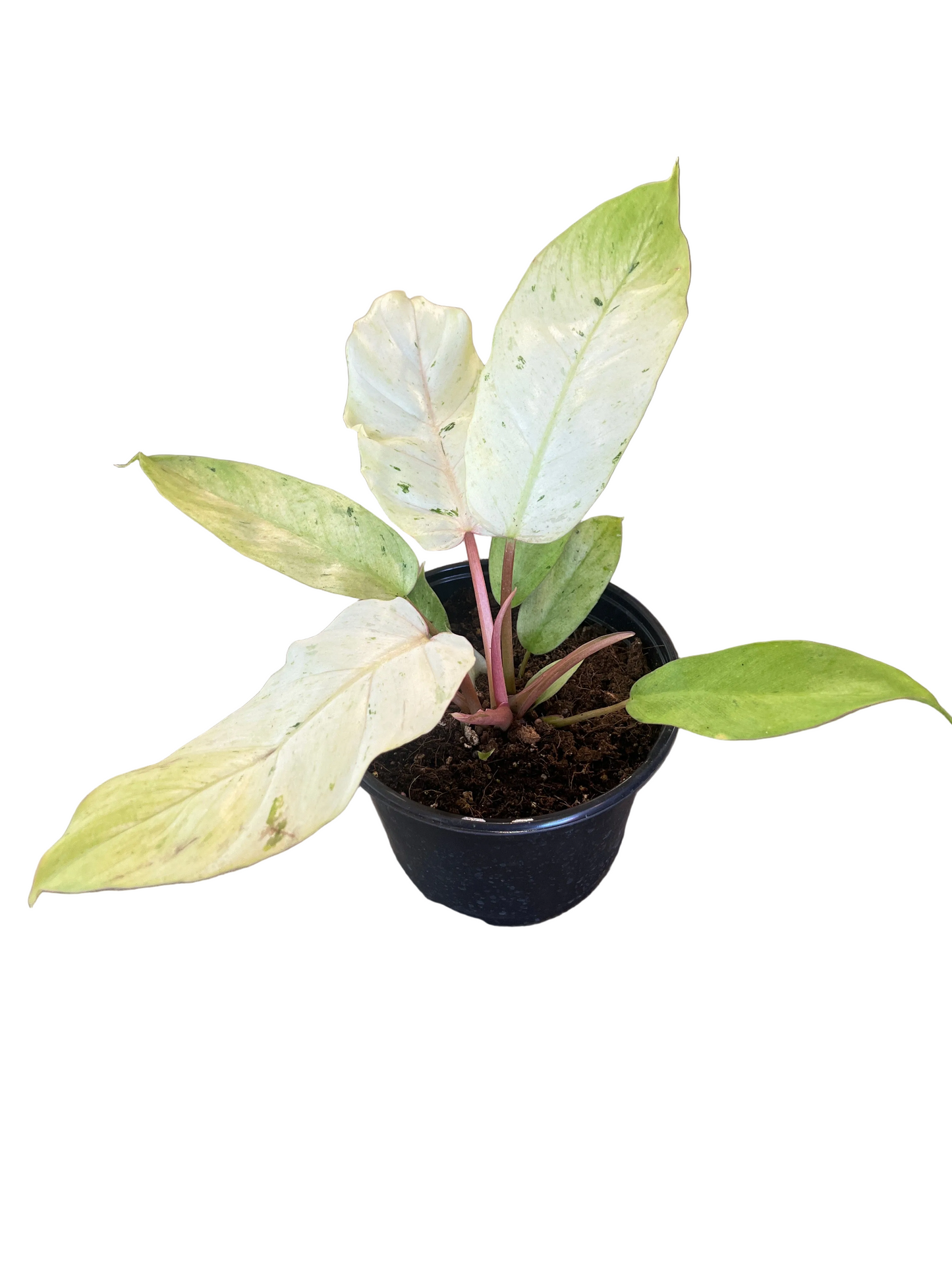 Philodendron 'Snowdrift' 6"